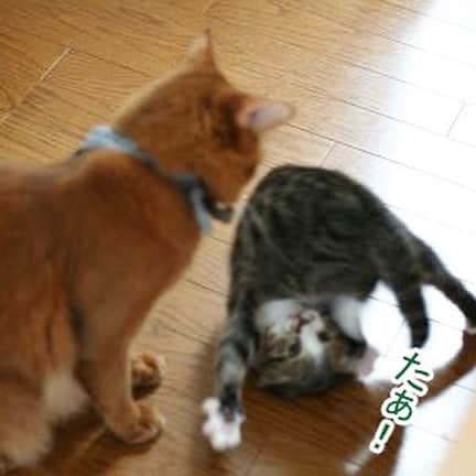 Nahoさんのインスタグラム写真 - (NahoInstagram)「皆さんこてちゃんのお誕生日お祝いしてくれてありがとうございます。 ちょっと画質悪いけどベビーこてちゃんの写真見てください。  前半はお迎えした日のこてちゃん。 人間には人懐こいけど猫ちゃんには数日シャー言ってた😂  パソコン壊れてデータほとんど残って無いのよ😭  #KOTETSU#今日で13歳 #catoftheday #instacat_meows  #ねこ部 #냥스타그램 #캣스타그램 #cat #猫 #ネコ #ねこ #고양이  #catlover #instacat #cutecat #catstagram #lovecat #CAT」8月9日 17時03分 - komakotakoyukotekoha