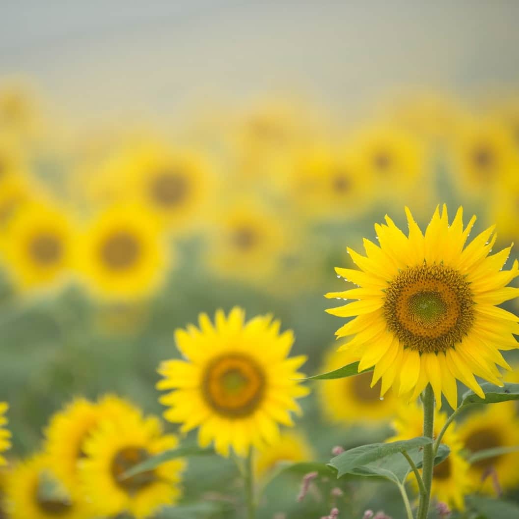 TOBU RAILWAY（東武鉄道）さんのインスタグラム写真 - (TOBU RAILWAY（東武鉄道）Instagram)「. . 📍Fukushima – Sannokura Plateau Sunflower Field A sunflower field filled with happiness! . The Sannokura Plateau Sunflower Festival will be held from August 7 - August 27. It uses the ski slopes of the Sannokura Ski Resort, located in Kitakata City in Fukushima Prefecture.  The sunflowers spreading on the slopes are said to be the largest in Japan’s Tohoku region. The scenery is truly amazing! The “Bell of Happiness” has been installed on this slope with an excellent view, in connection with the flower language of rape blossoms and sunflowers. Try ringing the bell with your wishes in mind and they may just come true!  . . . . Please comment "💛" if you impressed from this post. Also saving posts is very convenient when you look again :) . . #visituslater #stayinspired #nexttripdestination . . #fukushima #sannokura #sunflower #placetovisit #recommend #japantrip #travelgram #tobujapantrip #unknownjapan #jp_gallery #visitjapan #japan_of_insta #art_of_japan #instatravel #japan #instagood #travel_japan #exoloretheworld #ig_japan #explorejapan #travelinjapan #beautifuldestinations #toburailway #japan_vacations」8月9日 18時00分 - tobu_japan_trip