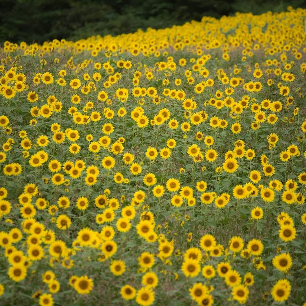 TOBU RAILWAY（東武鉄道）さんのインスタグラム写真 - (TOBU RAILWAY（東武鉄道）Instagram)「. . 📍Fukushima – Sannokura Plateau Sunflower Field A sunflower field filled with happiness! . The Sannokura Plateau Sunflower Festival will be held from August 7 - August 27. It uses the ski slopes of the Sannokura Ski Resort, located in Kitakata City in Fukushima Prefecture.  The sunflowers spreading on the slopes are said to be the largest in Japan’s Tohoku region. The scenery is truly amazing! The “Bell of Happiness” has been installed on this slope with an excellent view, in connection with the flower language of rape blossoms and sunflowers. Try ringing the bell with your wishes in mind and they may just come true!  . . . . Please comment "💛" if you impressed from this post. Also saving posts is very convenient when you look again :) . . #visituslater #stayinspired #nexttripdestination . . #fukushima #sannokura #sunflower #placetovisit #recommend #japantrip #travelgram #tobujapantrip #unknownjapan #jp_gallery #visitjapan #japan_of_insta #art_of_japan #instatravel #japan #instagood #travel_japan #exoloretheworld #ig_japan #explorejapan #travelinjapan #beautifuldestinations #toburailway #japan_vacations」8月9日 18時00分 - tobu_japan_trip