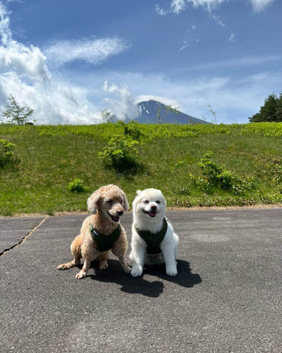 速水もこみちさんのインスタグラム写真 - (速水もこみちInstagram)「コロさんモンさんフジさん（富士山）  #まめころ #モンロー #わんさんぽ #わん旅 #旅行#旅 #富士山」8月9日 18時06分 - mocomichi_hayami