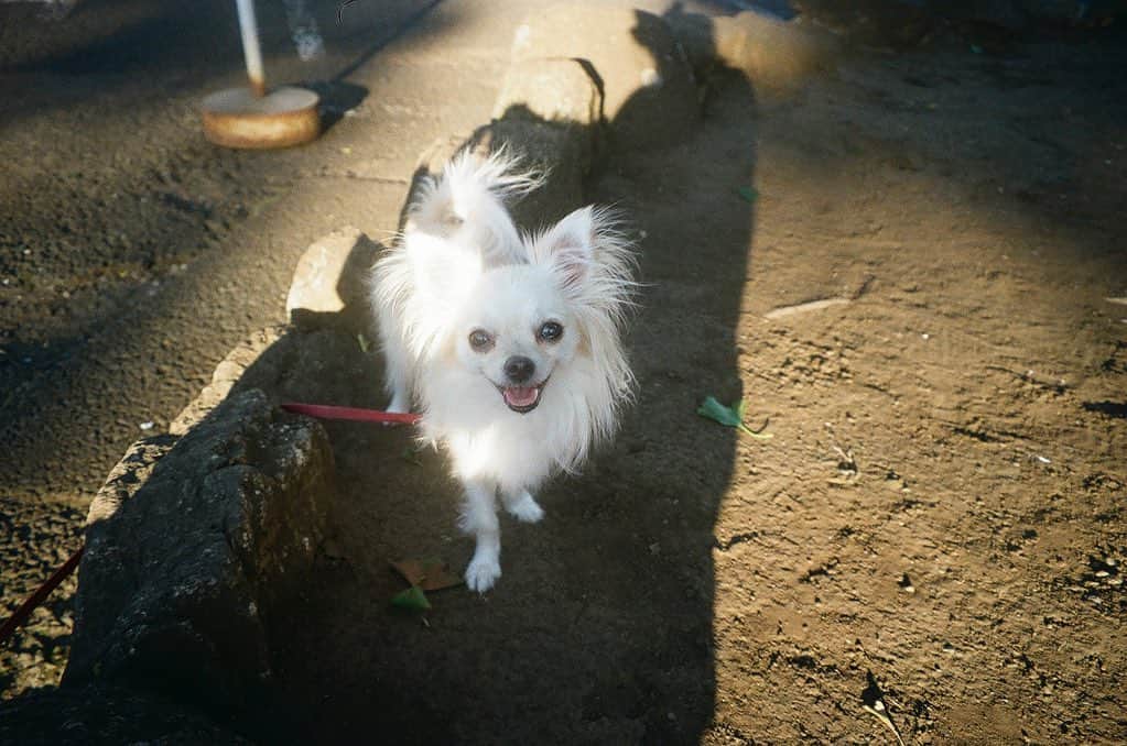 花盛友里のインスタグラム：「早いもんで一昨日で保護犬のエルピピを迎えて3年目に突入！  最初の一年は本当に大変だったー！！ ハウストレーニングも、トイレトレーニングも、できたと思ったら失敗し、何度布団を洗ったでしょう、、何度床を拭いたことでしょう。  夜鳴きには完全にノイローゼになったし、何か誤飲や誤食するたびに病院に行って命の縮まる思いがする。。  ズーっっ私のこと見つめてくるからもう1人にして！！って気持ちになることもしばしばあるし、毎朝晩の散歩が辛いなぁって思う時もある。  だけどこんな愛情もらったことないぜ！ってくらい可愛い我が娘。 家事をしてる間ずーっと辛抱強く見つめながら待ってくれて、私が座るたびにちょこんっと隣にきて、朝方キッズが熟睡すると私の隣にピトッとくっついて寝てくる😭😭😭🤍🤍🤍  犬を迎えるって本当に大変！これは断言できる、お金も子供よりかかるって私は思う。 トレーナーさん、預ける時のお泊まり代、病院代、、、子供はいつか巣立つけどわんこはずーっと一緒だし、仕事してる間ただひたすらに待ってる。。  だから安易に可愛いからってペットショップで迎える人が増えないことを願っているよ。 愛しい愛しい我が家の娘。 これからもとにかく元気でいておくれー！！！！」