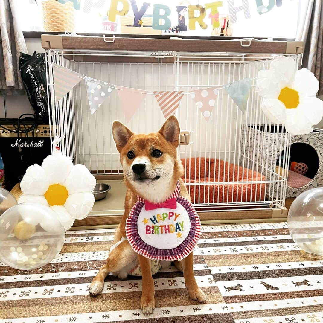 柴犬小春のインスタグラム：「小夏1歳になりました。 YouTubeの誕生日動画にたくさんのコメントありがとうございました！🙇‍♂️ インスタもお祝い投稿を拝見してジーンとしました。ありがとうございます。 小夏、元気に過ごそうな！」