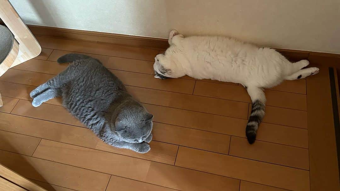 KAORUさんのインスタグラム写真 - (KAORUInstagram)「おはにゃん😊 階段上には可愛いが待ってる😍  朝から近い #幸来 ちゃん🥰  #諭吉と幸来 #ゆきさく #猫のいる暮らし」8月9日 9時40分 - yukisaku_88