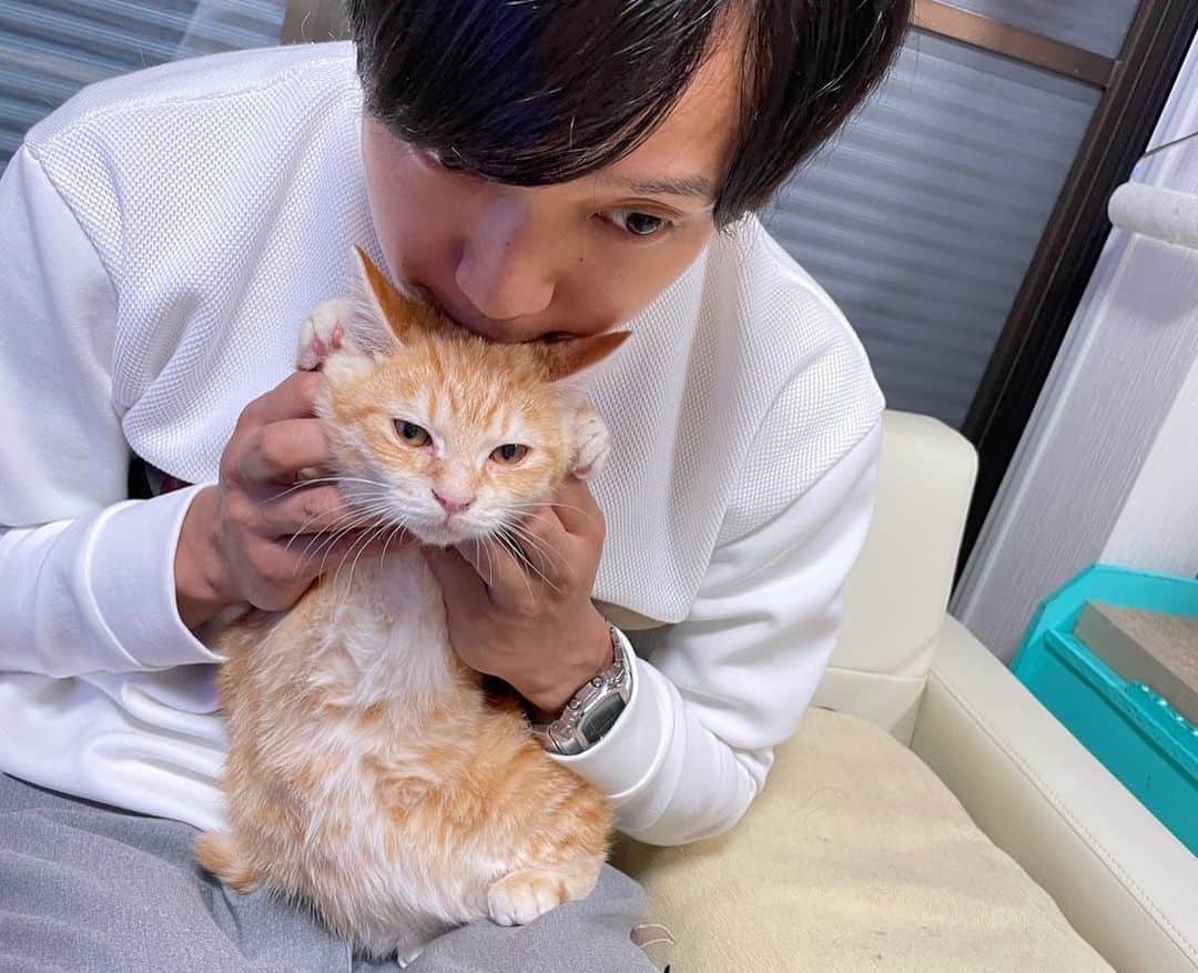 辻本祐樹のインスタグラム：「#保護猫を家族に   野良子猫の時は、猫風邪、回虫、ノミと弱っていて、あと数日保護しなかったら・・・  今は毎日、太陽の光を浴びてます。  辻本家に来てくれてありがとう サン（太陽）くん。  #保護猫 #保護猫と暮らす #cat #猫 #アメリカンカール #マンチカン #辻本祐樹 の #猫のいる暮らし」