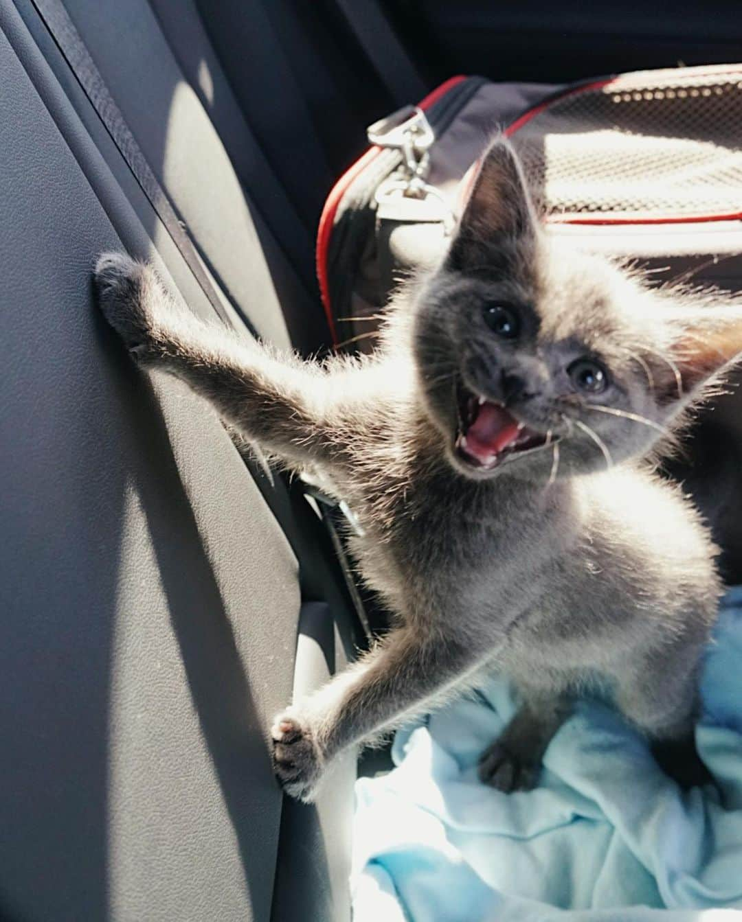 ゼリカ・シルバーさんのインスタグラム写真 - (ゼリカ・シルバーInstagram)「Ummmm Happy International Cat Day! Here are a few of my favorite pics of my chunky son Hemingway 😺🐈‍⬛ I love him oh so much 💓 #meow」8月9日 9時42分 - zuleykasilver