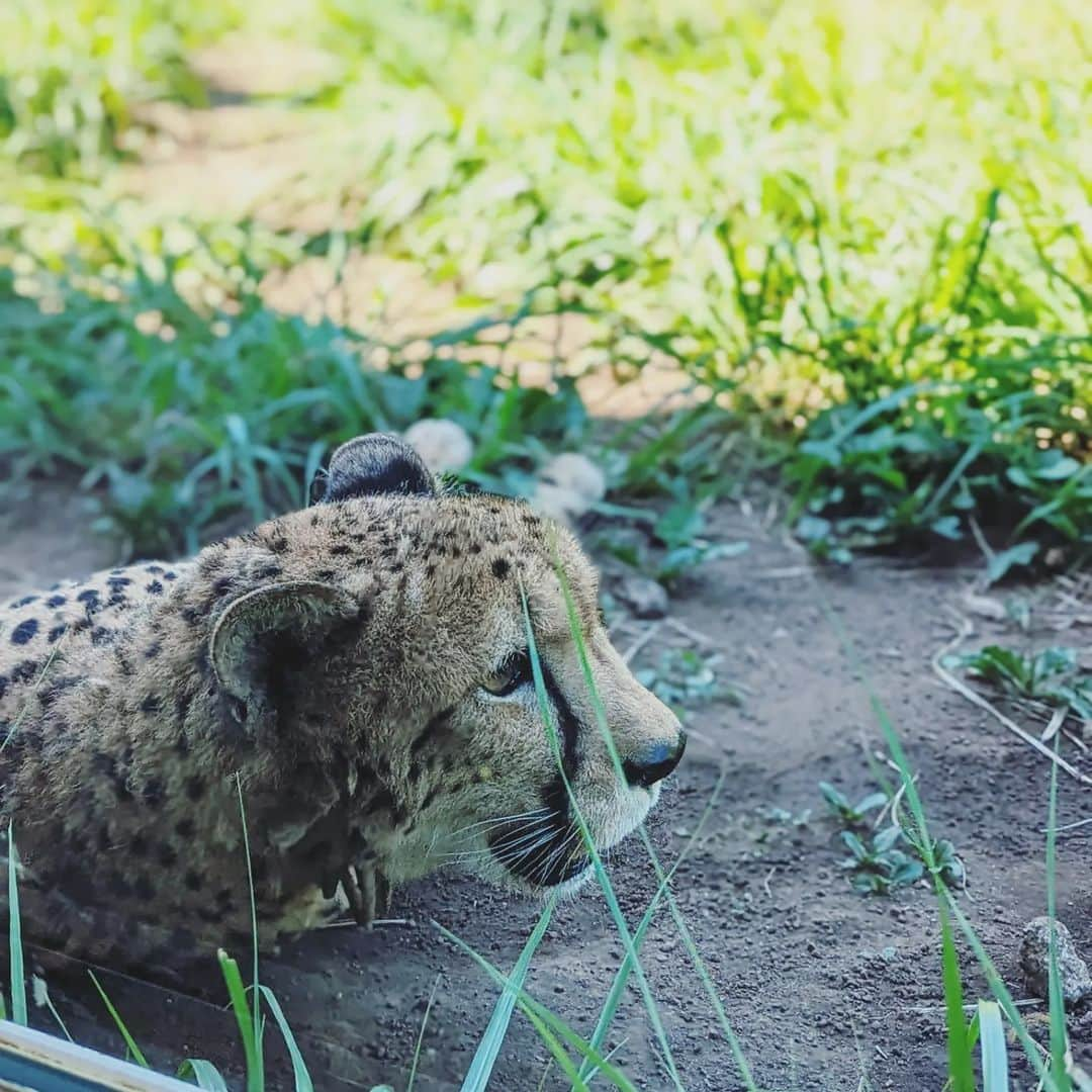 aicoco0202さんのインスタグラム写真 - (aicoco0202Instagram)「𝚆𝚎𝚎𝚔𝚎𝚗𝚍…♡ . . . . この週末は夏の家族旅行で 伊豆〜熱海〜箱根へ🚙✨ . . 初日は早朝に家を出発して 午前中はアニマルキングダムへ行き、 午後は伊豆の海で磯遊びと アクティブに1日を満喫！ . . . 磯遊びは台風の影響で波が高めだったので あまりたくさんは遊べなかったけれど、 大人2人も童心にかえりながら笑 子どもたちといっしょに楽しみました🏖️ . . そして動物だいすきな息子は 間近で動物を見たり触れたりできる アニマルキングダムに朝からテンションMAX！ . キリンの餌やり体験にもトライしたのですが、 舌を巻き付けてエサを食べてた！と 子どもたちは新しい発見に大興奮でした♥ . . . 2日目は鈴廣かまぼこ博物館へ🎵 . ここではかまぼこの原料や作り方について パネルばかりじゃなくて体を動かしたり 触ったりしながら学べるように わかりやすく展示されていたので、 2人とも興味を持って学んでいた様子✨ . . . そしてここへ来た1番の目的が手作り体験！ . ということで事前に予約していた "あげかまの手作り体験"もしてきました🐟 . . 私は息子の補助役で隣で見ていたのですが、 フリーズドライのすり身パウダーを材料に使っていて こんなものがあるのかとビックリ！！！ . それに水を加えてすり身に戻して 好きな形に成形したらその場で揚げてもらい 揚げたてをいただくという内容で、 子どもたちも自分で作ったあげかまは 格別だったみたいでご満悦でした☺️♥ . 他にかまぼこやちくわの手作り体験もあって こちらも面白そうだったな〜🎵 . . ちなみに息子は展示の中にあった "かまぼこ板アート"に心惹かれたようで、 帰ってきてから買ったかまぼこを食べて その板でさっそく製作に励んでいた模様👦✨笑 . . . . そして旅の〆には海鮮丼を♥ . 食べたかった金目鯛も食べれたし笑、 いろんな経験もたくさんできた2日間でした！ . 夏の楽しい思い出の1ページが増えたけど、 まだまだ今年の夏も楽しむぞ〜😆✨✨ . . . . #MartWEEKENDER#家族で過ごす週末#ときめく週末#小学生ママ#夏休み#家族旅行#伊豆#熱海#磯遊び#伊豆アニマルキングダム#鈴廣かまぼこ博物館#Mart#暮らしを楽しむ」8月9日 9時52分 - aicoco0202