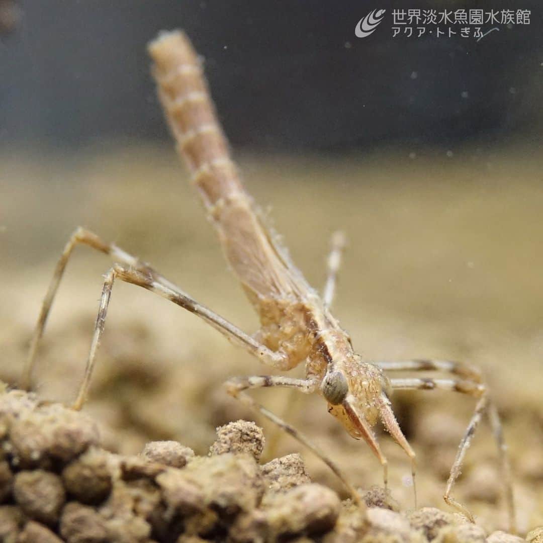 世界淡水魚園水族館 アクア・トト ぎふのインスタグラム：「3階の里山の生きもの水槽では、ヤゴの展示を開始しました！  初夏に羽化がはじまるハグロトンボとコオニヤンマです。身近な水辺で成虫を見ることができますが、水中（幼虫）の様子にもご注目ください。  #アクアトト #水族館 #aquarium #夏 #夏休み #自由研究  #オアシスパーク #河川環境楽園」