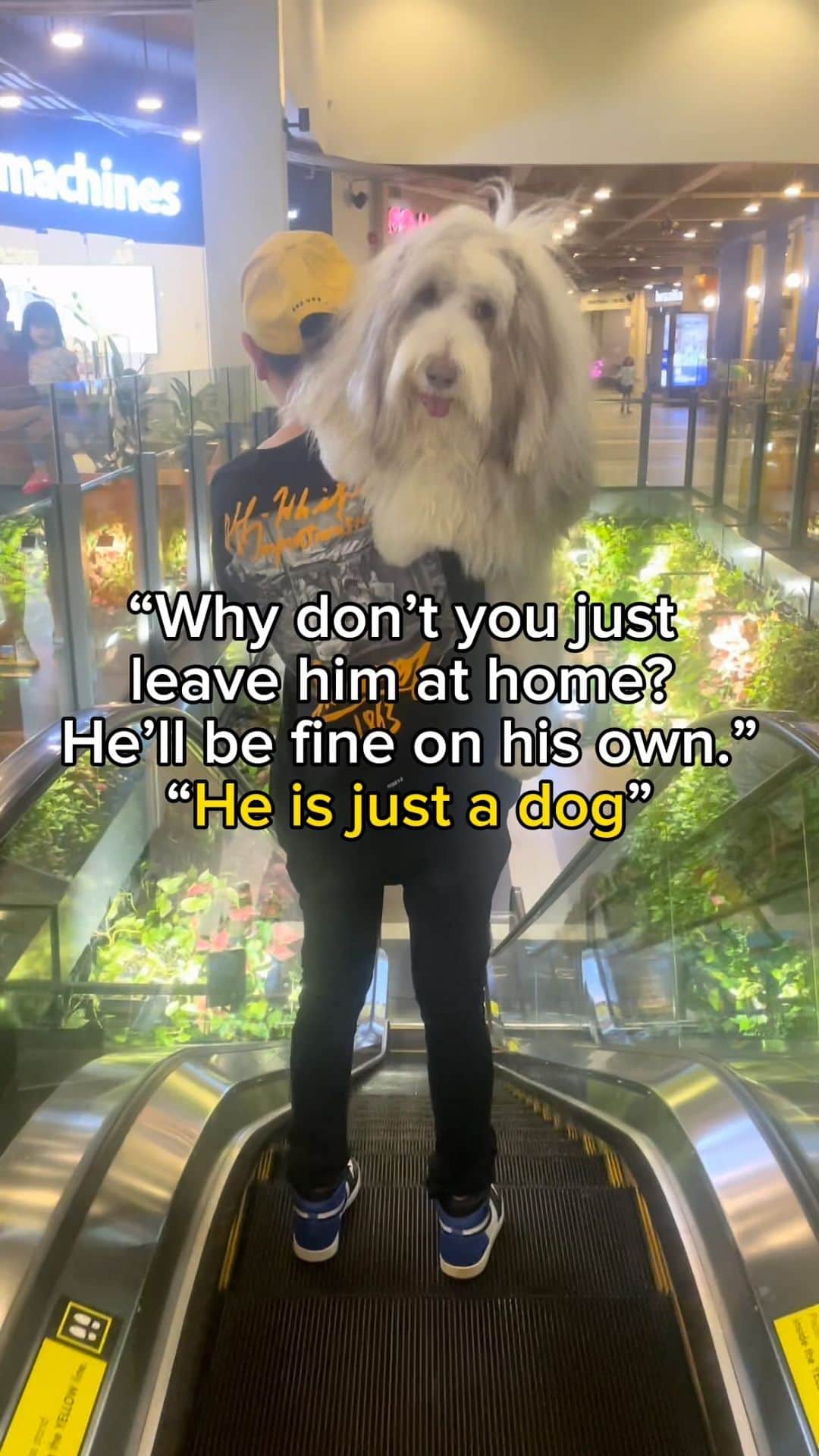 のインスタグラム：「He’s not “just a dog”, and those who get it, get it ❤️ If my dog can’t come, neither will I!❤️ #mybear  • • • #dogsarefamily #dogsarelife #dogsarethebest #beardedcollie」