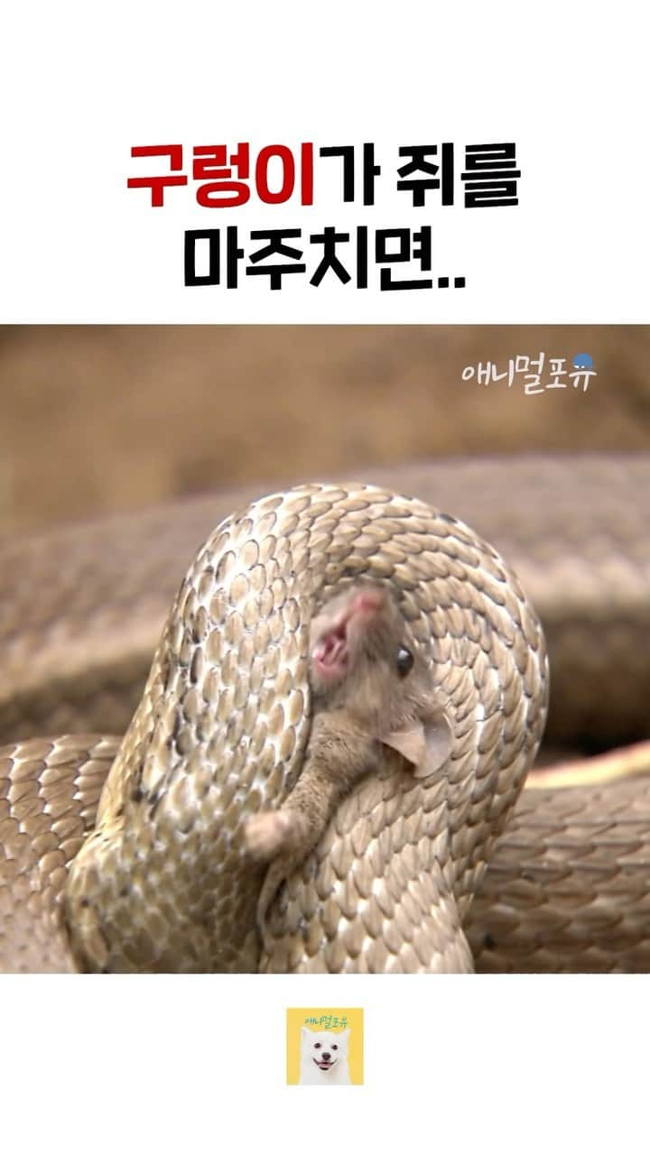 AS4Uのインスタグラム：「구렁이가 사냥하는 법  ✅원본 영상 ➡️ https://youtu.be/cVj5L5HaqUA ✳️ 회차 정보 : 아마도 마지막 존재 (2022년 11월 16일 방송)  #구렁이 #뱀 #사냥 #야생 #애니멀포유  @KBS동물티비 : 애니멀포유 animal4u @animal4u」