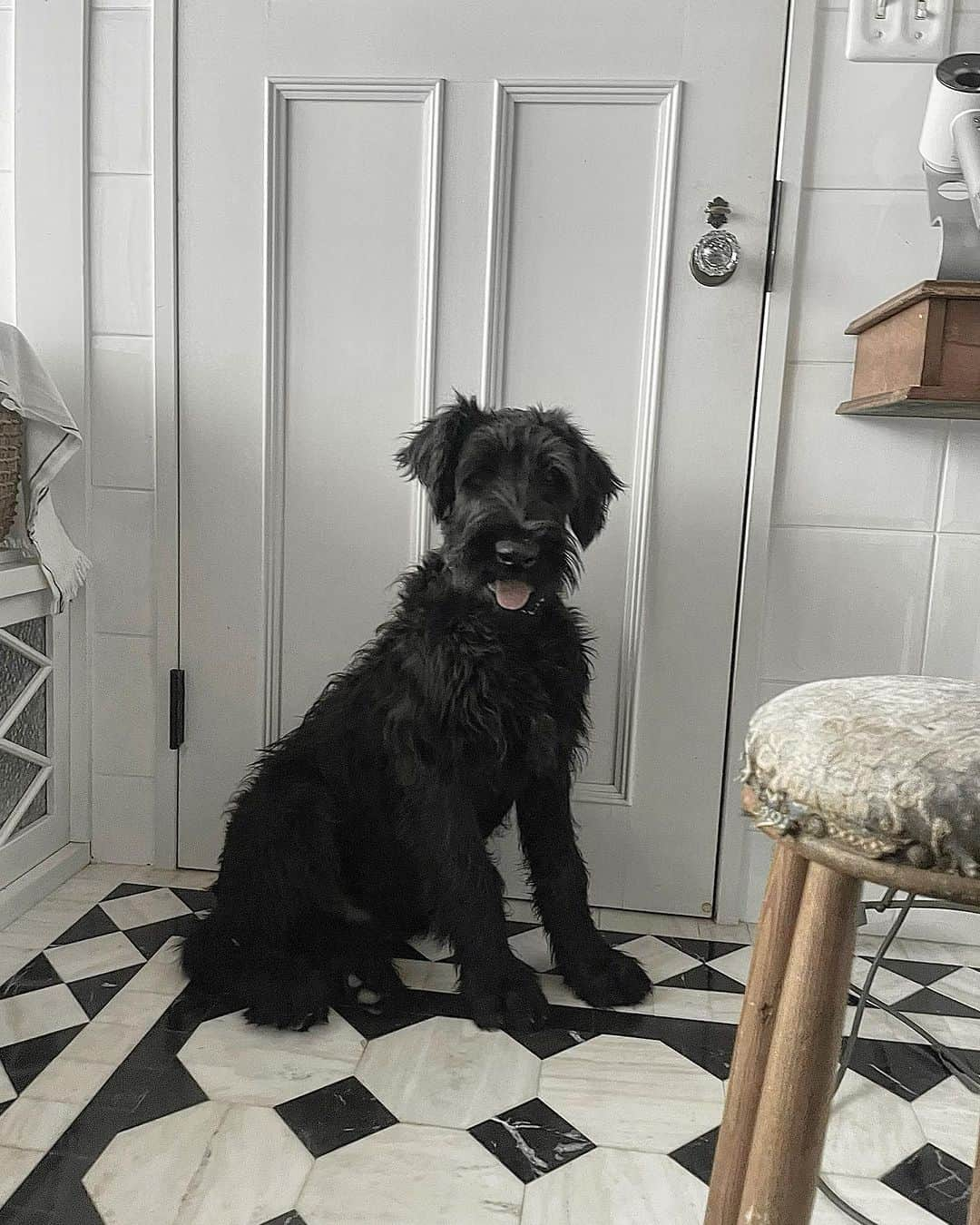 桐島かれんのインスタグラム：「#giantschnauzer #schnauzers #ジャイアントシュナウザー#シュナウザー」