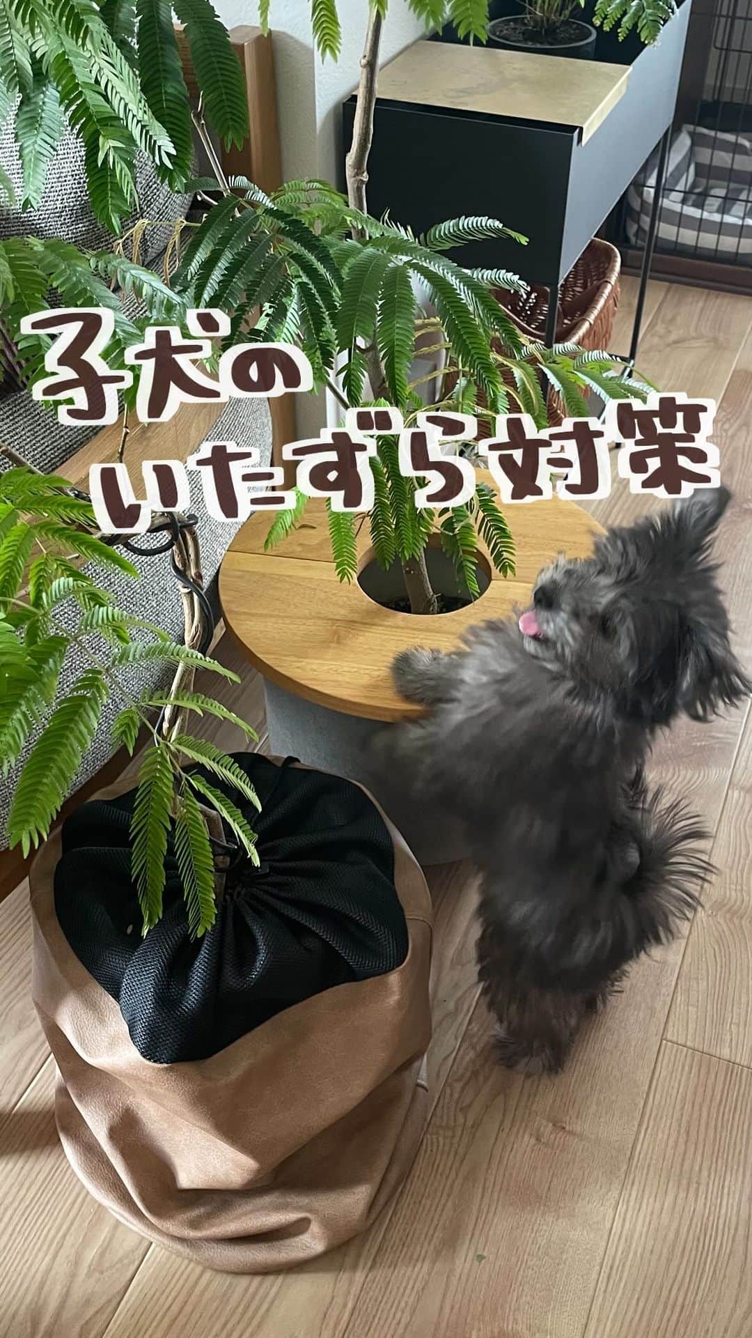 のインスタグラム：「やんちゃすぎる子犬のいたずら対策🐶  部屋に置いてる観葉植物の土が気になるようで 何度も何度もほじったり食べようとするので(ﾔﾒﾃｰ 鉢の上に置くテーブルをつけました🙌  これで手が届かなくなる＆土も食べられない🥳  子犬との生活は、最初トイトレで 失敗続きで心やられかけたけど 段々と位置を覚えてくれて 今では成功率80%くらいに👏  成功したらムツゴロウさんばりに わしゃしゃしゃ〜言うて 褒めちぎってます🤣💓  #犬のいる暮らし #子犬のいる暮らし #犬のいる生活 #観葉植物 #観葉植物インテリア」