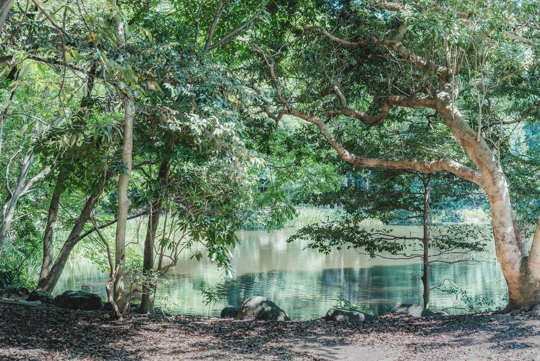 中野晴代のインスタグラム：「・ 🌿🌱🌿  #sonyalpha #α7ⅳ #planar50mm14」