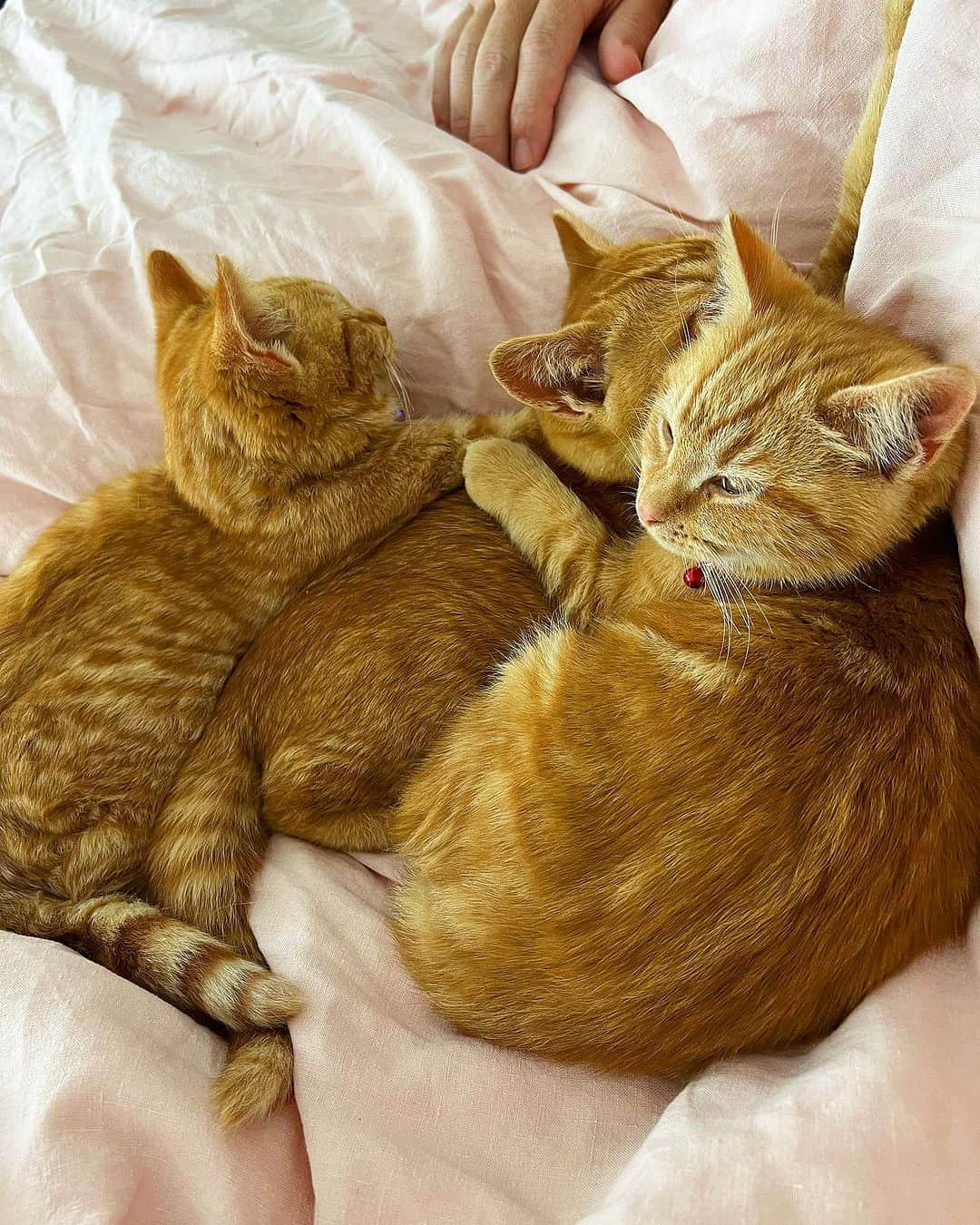 ケイト・ウォルシュさんのインスタグラム写真 - (ケイト・ウォルシュInstagram)「A little kitty told me it was #InternationalCatDay 😻 Why adopt 1 when when there’s a litter of 3? Can’t wait for you to meet these lil’ ones 🐾 Thanks @CatHavenAU! 🐈🐈🐈 #catup #adoptdontshop」8月9日 13時18分 - katewalsh