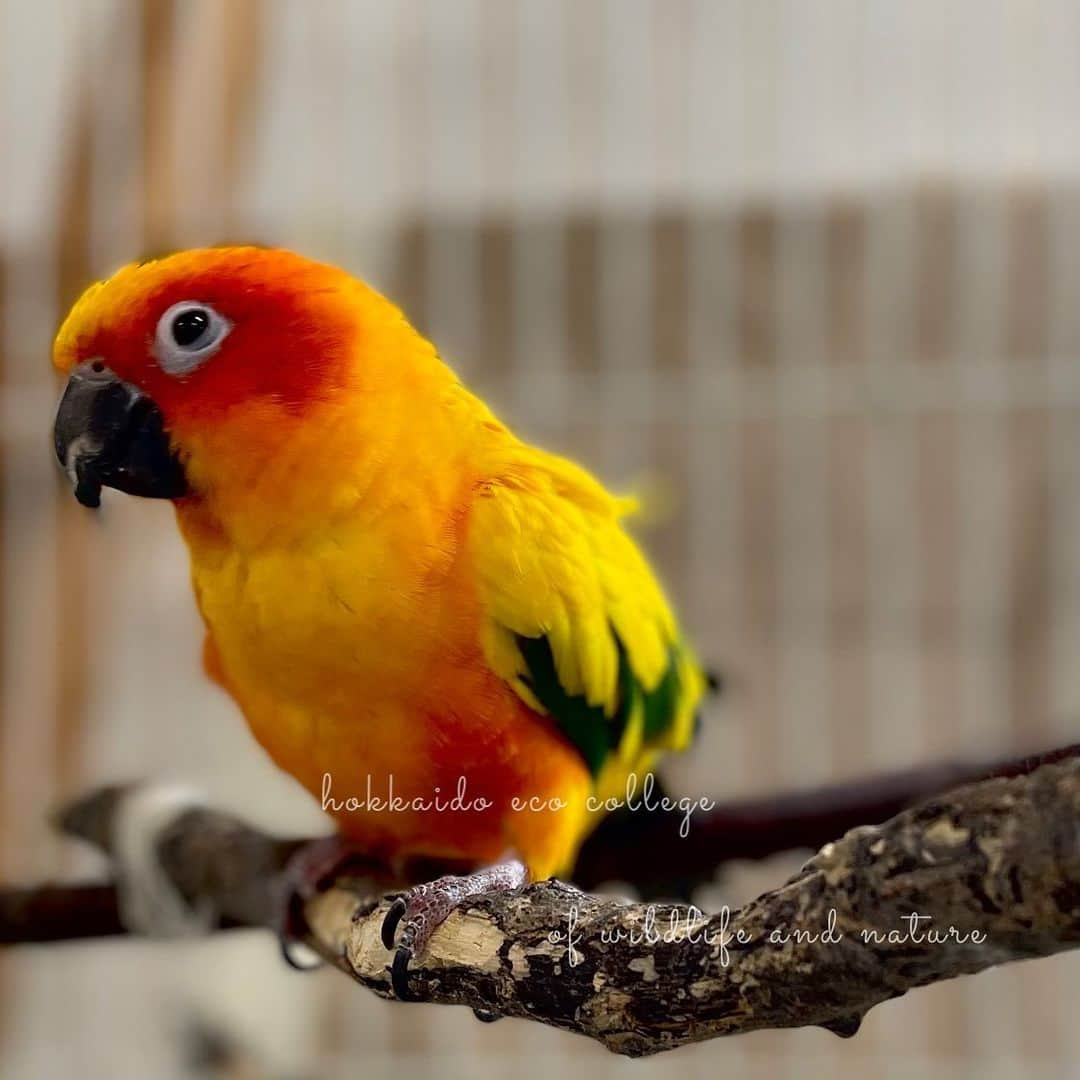 hokkaidoecoのインスタグラム：「今日もかわいいキョロさん🦜  #北海道エコ #動物 #専門学校 #動物専門学校 #動物好きな人と繋がりたい #北海道エコ動物自然専門学校 #動物のいる暮らし #animals #animalphotography #コガネメキシコインコ  #こがねめきしこすたぐらむ  #こがねめきしこいんこ  #いんこすたぐらむ  #いんこのいる暮らし  #鳥のいる生活  #インコスタグラム  #インコ部  #sunparakeet  #birdphotography  #birdlovers」