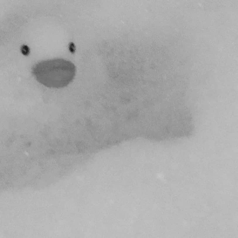 のインスタグラム：「最近ひよことあわあわ風呂入ってる🐣🛁」