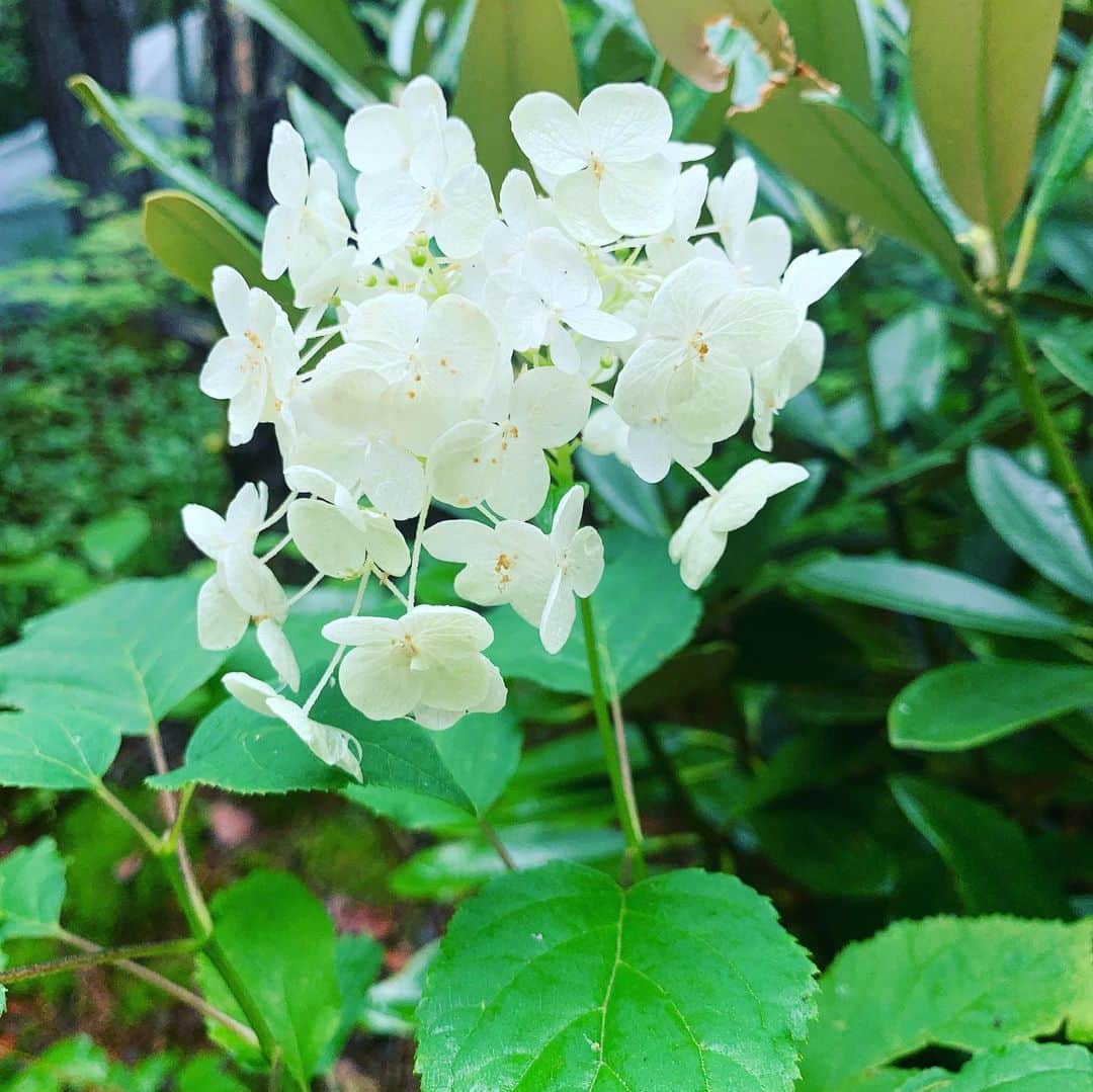 鈴木桃子さんのインスタグラム写真 - (鈴木桃子Instagram)「My mother's beautiful garden after the rain✨」8月9日 13時24分 - momokosuzuki