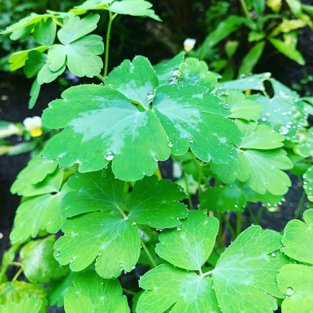 鈴木桃子のインスタグラム：「My mother's beautiful garden after the rain✨」