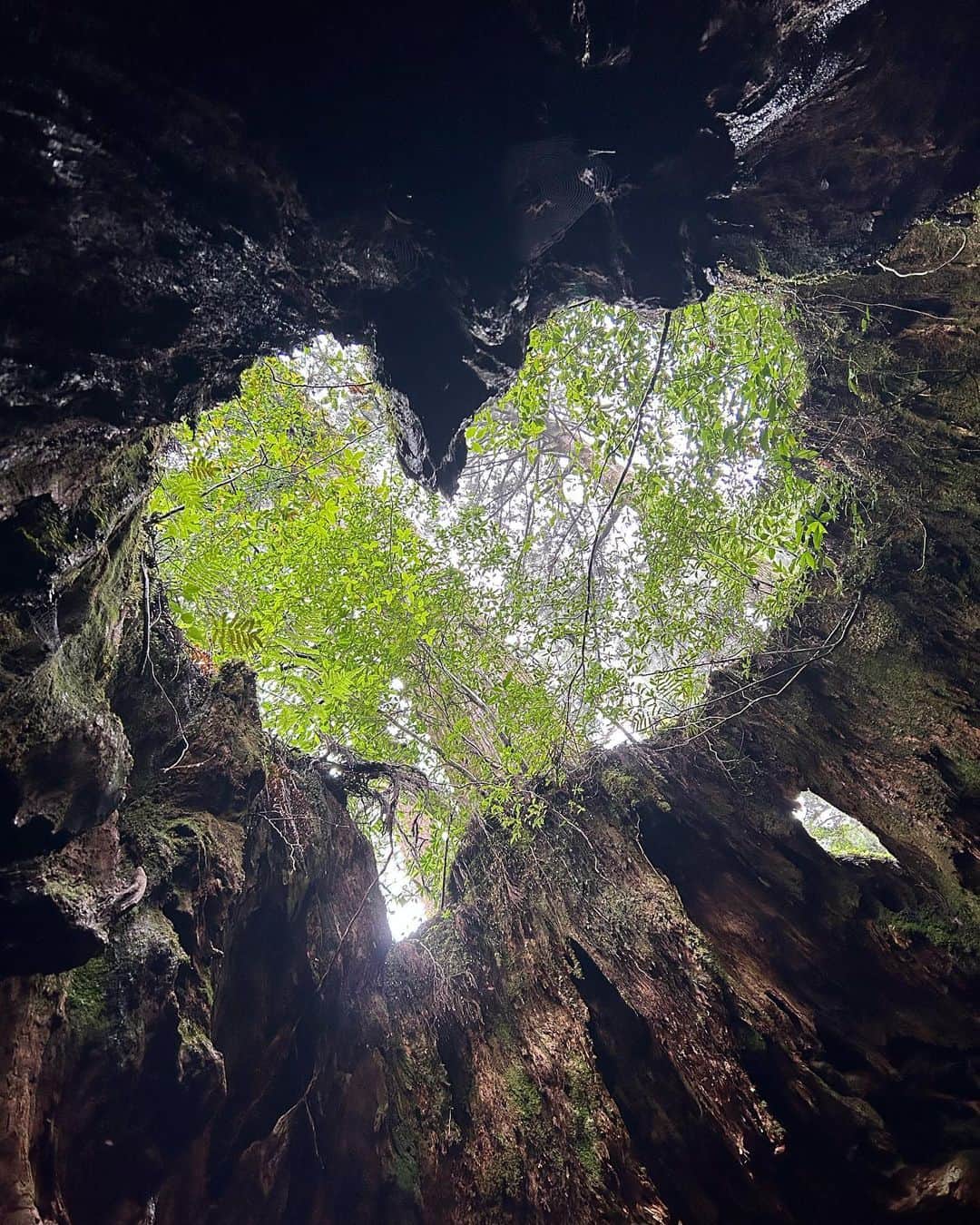 安井謙太郎のインスタグラム：「🌳🌊🐟」