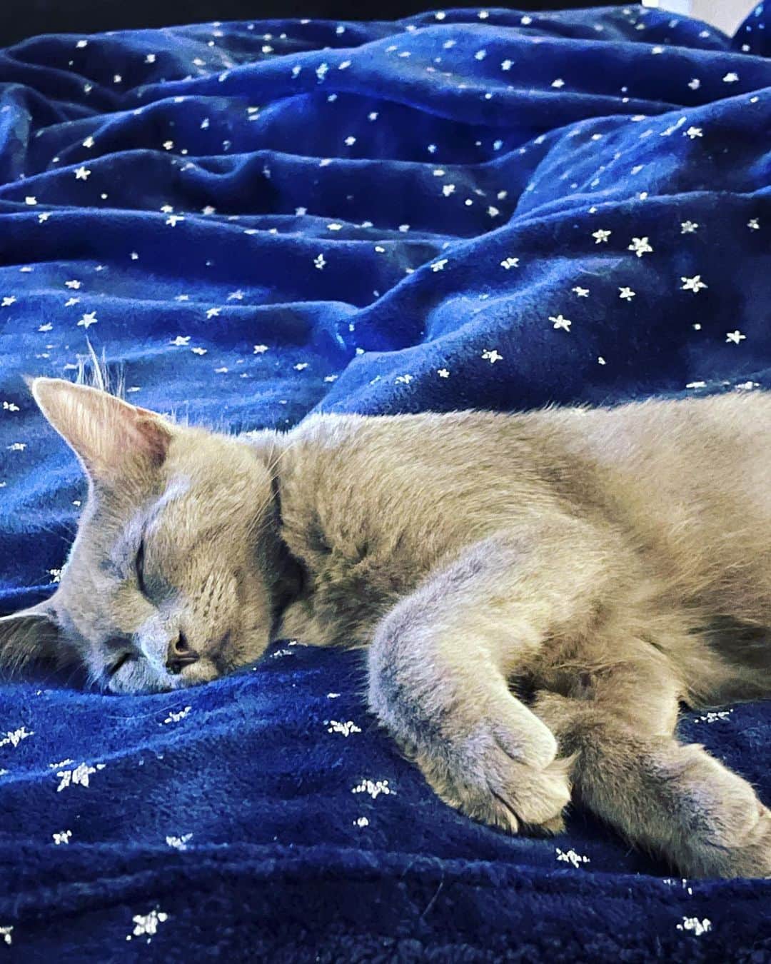 ミシェル・トラクテンバーグのインスタグラム：「It’s been an exhausting #nationalcatday for Sir Winston! 😻 #meow #sweetdreams」
