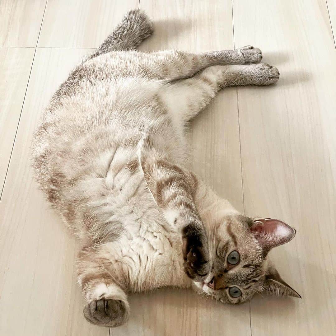 田中要次のインスタグラム：「コレって普通？180°ねじれてます！ #猫Guri #Bo_nyans #猫のいる暮らし」