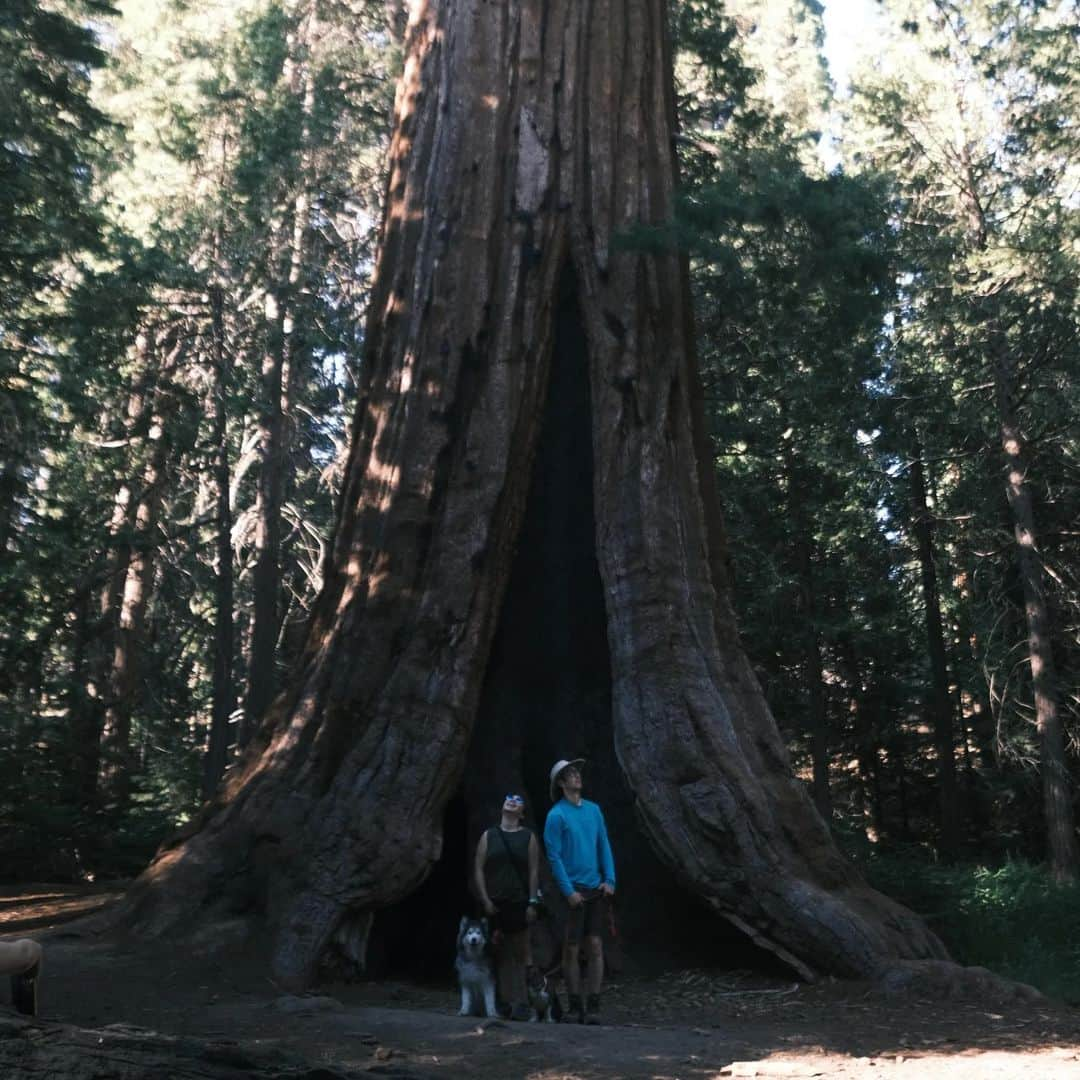 ベアトリサ・リャンのインスタグラム：「Week off was full of tall trees...and sand! Also some baby zebras.   📸: Mostly @jaybesami   #kernriver #sequoianationalpark #redwoodsnationalpark #vacation #camping #safariwest #sonomacounty #kerncounty」