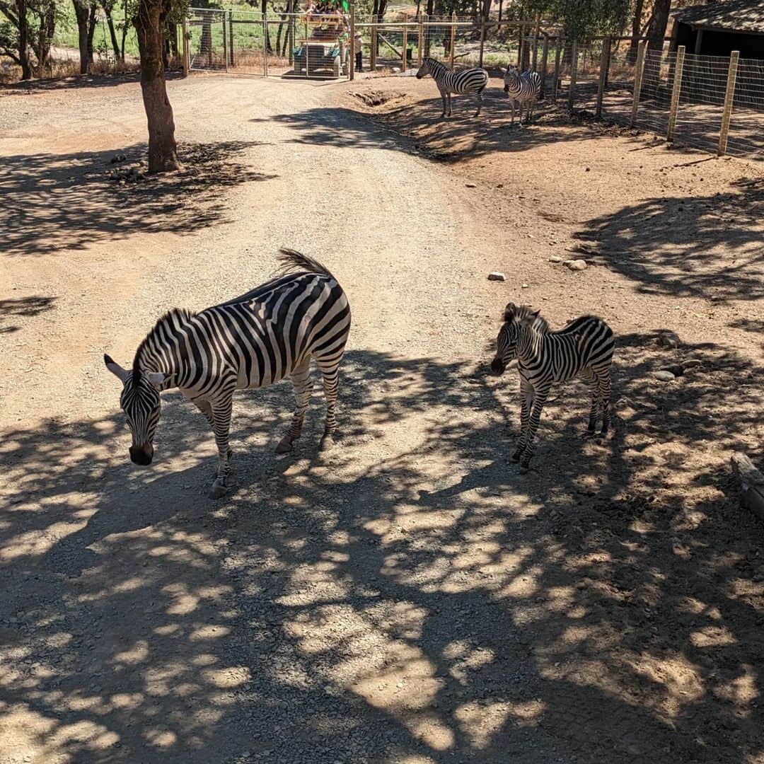 ベアトリサ・リャンさんのインスタグラム写真 - (ベアトリサ・リャンInstagram)「Week off was full of tall trees...and sand! Also some baby zebras.   📸: Mostly @jaybesami   #kernriver #sequoianationalpark #redwoodsnationalpark #vacation #camping #safariwest #sonomacounty #kerncounty」8月9日 14時51分 - bebe_liang