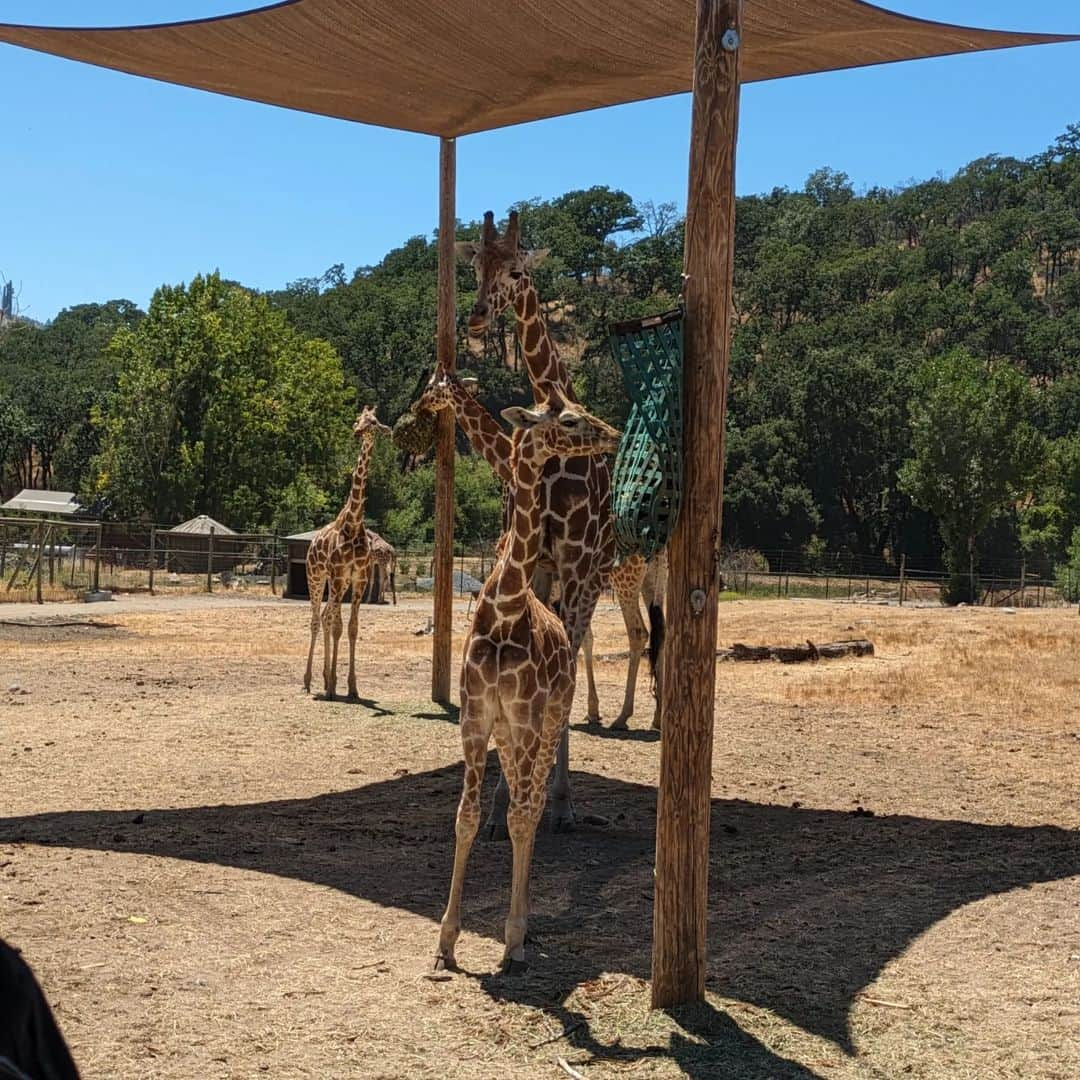 ベアトリサ・リャンさんのインスタグラム写真 - (ベアトリサ・リャンInstagram)「Week off was full of tall trees...and sand! Also some baby zebras.   📸: Mostly @jaybesami   #kernriver #sequoianationalpark #redwoodsnationalpark #vacation #camping #safariwest #sonomacounty #kerncounty」8月9日 14時51分 - bebe_liang