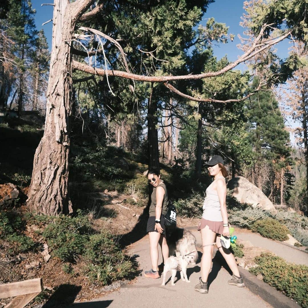 ベアトリサ・リャンさんのインスタグラム写真 - (ベアトリサ・リャンInstagram)「Week off was full of tall trees...and sand! Also some baby zebras.   📸: Mostly @jaybesami   #kernriver #sequoianationalpark #redwoodsnationalpark #vacation #camping #safariwest #sonomacounty #kerncounty」8月9日 14時51分 - bebe_liang