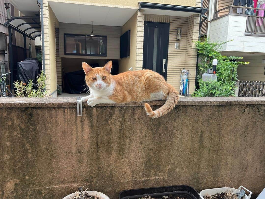 Kachimo Yoshimatsuのインスタグラム：「おはようチャメシ Good Morning Chameshi 急に雨降ってくるから 濡れないようにね。  #うちの猫ら #猫 #chameshi #ねこ #ニャンスタグラム #にゃんすたぐらむ #ねこのきもち #cat #ネコ #catstagram #ネコ部 http://kachimo.exblog.jp」