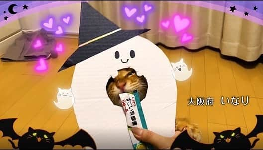 いなば CIAOちゅ～るさんのインスタグラム写真 - (いなば CIAOちゅ～るInstagram)「.  ／  2023年🎃ハロウィンCM制作決定🐾🎃 ＼   𝙏𝙧𝙞𝙘𝙠 𝙤𝙧 𝘾𝙝𝙪𝙧𝙪🍭  ちゅ～るくれなきゃいたずらするぞ！    2023年10月31日のハロウィンにむけて、今年もやります！  #ciaoちゅーる CMに出演してくれる猫ちゃんを大募集❣️  皆さまからの渾身の #ハロウィンちゅーる 動画をお待ちしています👻    ⁡  ⏰締切は8/20(日)23:59まで！  →8/27(日)23:59までに延長になりました🐾  #ちゅーるメーカー アプリ内の「TVCMに応募する」ボタンから投稿してください🎃✨  ⁡  #trickorchuru #ハロウィン #世界の猫を喜ばす #ちゅーる #ciaoちゅーる #ciaoちゅーるメーカー」8月9日 15時47分 - ciao_campaign