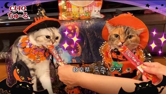 いなば CIAOちゅ～るさんのインスタグラム写真 - (いなば CIAOちゅ～るInstagram)「.  ／  2023年🎃ハロウィンCM制作決定🐾🎃 ＼   𝙏𝙧𝙞𝙘𝙠 𝙤𝙧 𝘾𝙝𝙪𝙧𝙪🍭  ちゅ～るくれなきゃいたずらするぞ！    2023年10月31日のハロウィンにむけて、今年もやります！  #ciaoちゅーる CMに出演してくれる猫ちゃんを大募集❣️  皆さまからの渾身の #ハロウィンちゅーる 動画をお待ちしています👻    ⁡  ⏰締切は8/20(日)23:59まで！  →8/27(日)23:59までに延長になりました🐾  #ちゅーるメーカー アプリ内の「TVCMに応募する」ボタンから投稿してください🎃✨  ⁡  #trickorchuru #ハロウィン #世界の猫を喜ばす #ちゅーる #ciaoちゅーる #ciaoちゅーるメーカー」8月9日 15時47分 - ciao_campaign