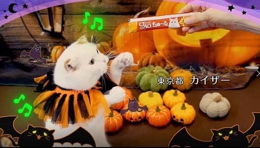 いなば CIAOちゅ～るのインスタグラム：「.  ／  2023年🎃ハロウィンCM制作決定🐾🎃 ＼   𝙏𝙧𝙞𝙘𝙠 𝙤𝙧 𝘾𝙝𝙪𝙧𝙪🍭  ちゅ～るくれなきゃいたずらするぞ！    2023年10月31日のハロウィンにむけて、今年もやります！  #ciaoちゅーる CMに出演してくれる猫ちゃんを大募集❣️  皆さまからの渾身の #ハロウィンちゅーる 動画をお待ちしています👻    ⁡  ⏰締切は8/20(日)23:59まで！  →8/27(日)23:59までに延長になりました🐾  #ちゅーるメーカー アプリ内の「TVCMに応募する」ボタンから投稿してください🎃✨  ⁡  #trickorchuru #ハロウィン #世界の猫を喜ばす #ちゅーる #ciaoちゅーる #ciaoちゅーるメーカー」