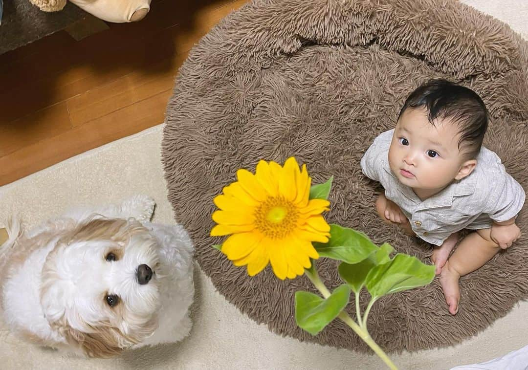 宮原幸恵のインスタグラム：「🐶🌻👶🏻  フラッと入ったお花屋さんで 楽しそうにキャッキャしてたモチモチ🎶  お花好きなのかな☺️  色鮮やかで刺激的だったのかな🌸  特に笑顔で手を伸ばして 触ろうと頑張ってたヒマワリ🌻  モチモチの笑顔によく似合う 明るく可愛いヒマワリを 一輪買って帰りました🥰  あんちゃんも気に入ったかな🤭❤️  #🌻 #モフモフとモチモチ」