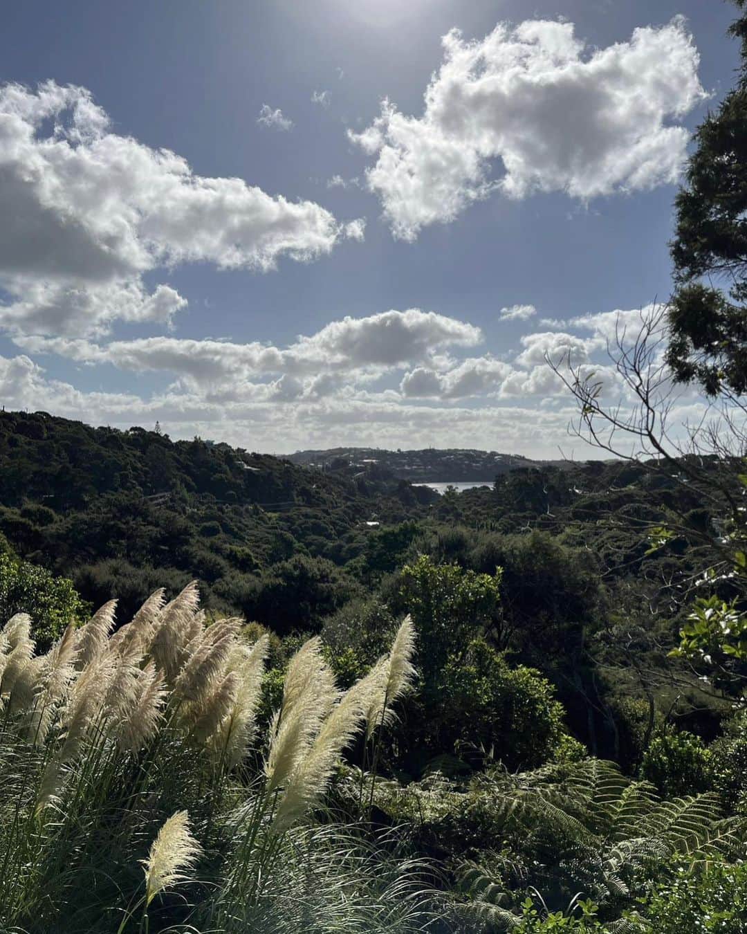 Candlewick Co., Ltd.さんのインスタグラム写真 - (Candlewick Co., Ltd.Instagram)「今週8/11は「山の日」！ 大石からは、今年３月に訪れたニュージーランドのwaiheke islandの様子をご紹介します。  ワイへキは、オークランドからフェリーで約40分で行ける自然豊かな島で、ワイナリーでも有名です。自然を楽しみながらリラックスするにはもってこいの、大人の休息地といったイメージです。  海の景色を楽しみながら、ハイキングができ、海と山を同時に楽しむことができます。  オークランド滞在時には、ぜひワイへキ島にも足を延ばしてみてください！１泊して、ワイナリーや夜の星空を楽しむのもおすすめです  In celebration of Mountain Day (August 11), this week members of Candlewick will be introducing about mountain. Next is Kaho！  Sharing a glimpse of my visit to Waiheke island in New Zealand this March.  Waiheke island, a nature-rich island, is just a 40-minute ferry ride away from Auckland and is renowned for its wineries. It's an ideal destination for unwinding amidst nature, offering the perfect retreat for adults.  You can enjoy while hiking and enjoying both the sea and mountains simultaneously.  If you're in Auckland, make sure to extend your trip to Waiheke island! I highly recommend spending a night here, indulging in wineries visit and the enchanting night sky.  #キャンドルウィック #広報 #マーケティング #サステナブルPR #コミュニケーションデザイン #ニュージーランド #ニュージーランド旅行 #自然 #海  #山 #山の日 #旅 #ワイナリー #ワイへキ #ワイヘキ島 #オークランド ＃大人旅 #candlewickpr #tokyopr #communicationdesign #sustainablePR #branding #marketing #newzealand #nz #🇳🇿  #waiheke #waihekeisland #auckland」8月9日 20時00分 - candlewick_jp