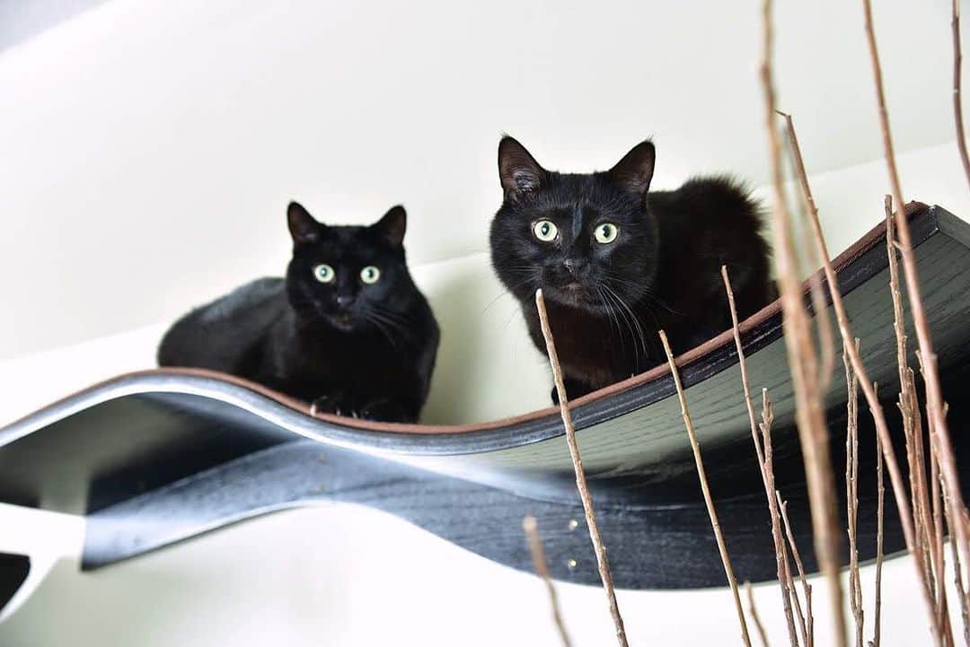 The Cats Of Instagramのインスタグラム：「Have you ever seen such handsome boys?!」