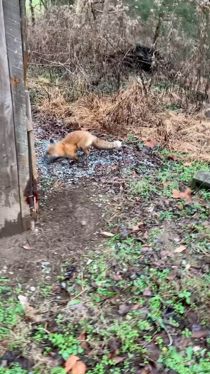 サム・ハントのインスタグラム：「One of the stealthiest creatures in the south slipped up and got his leg stuck in the chicken coop. He might not be as agile as he was but he should heal up enough to get along alright.」