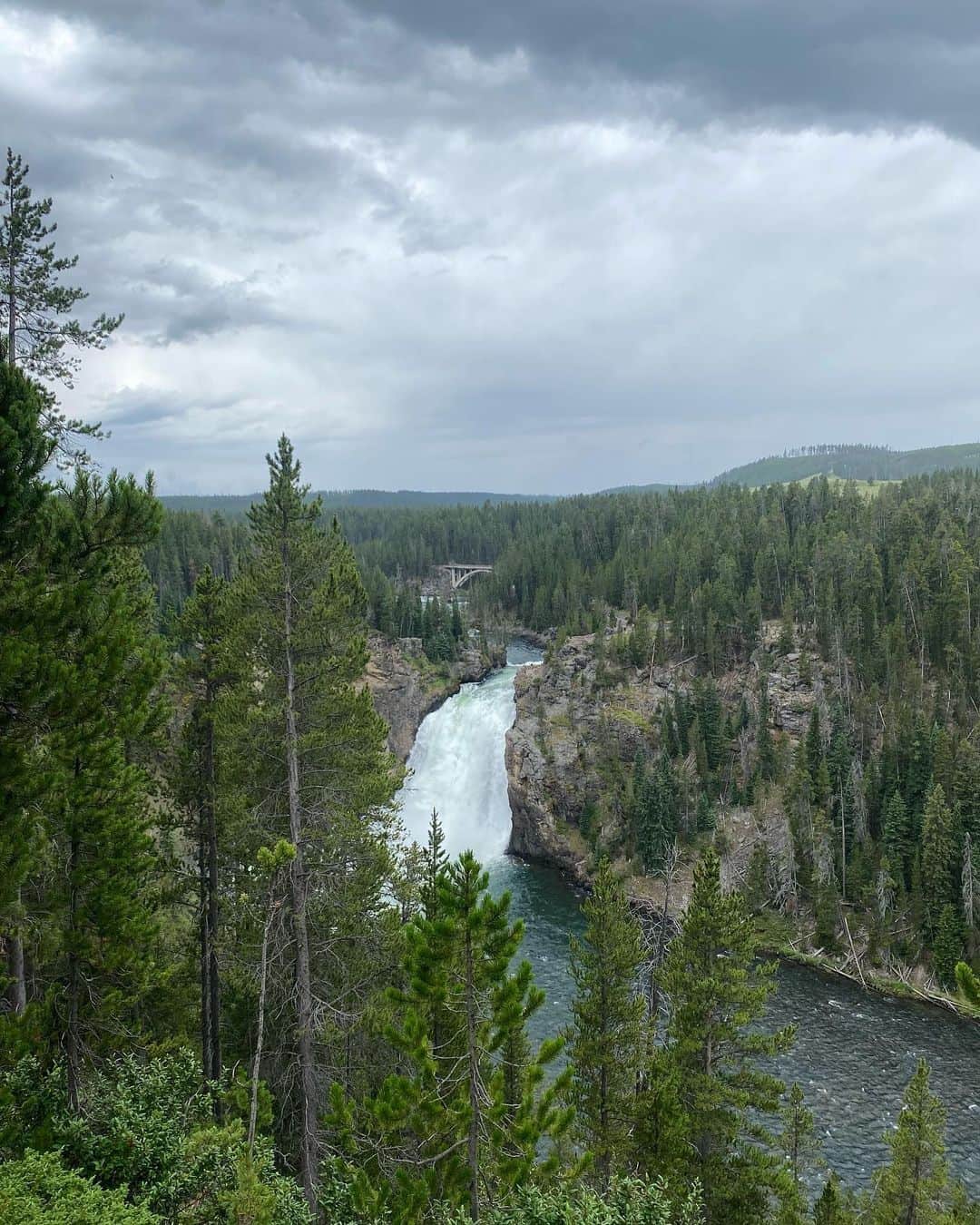 のインスタグラム：「Yellowstone 🐻」
