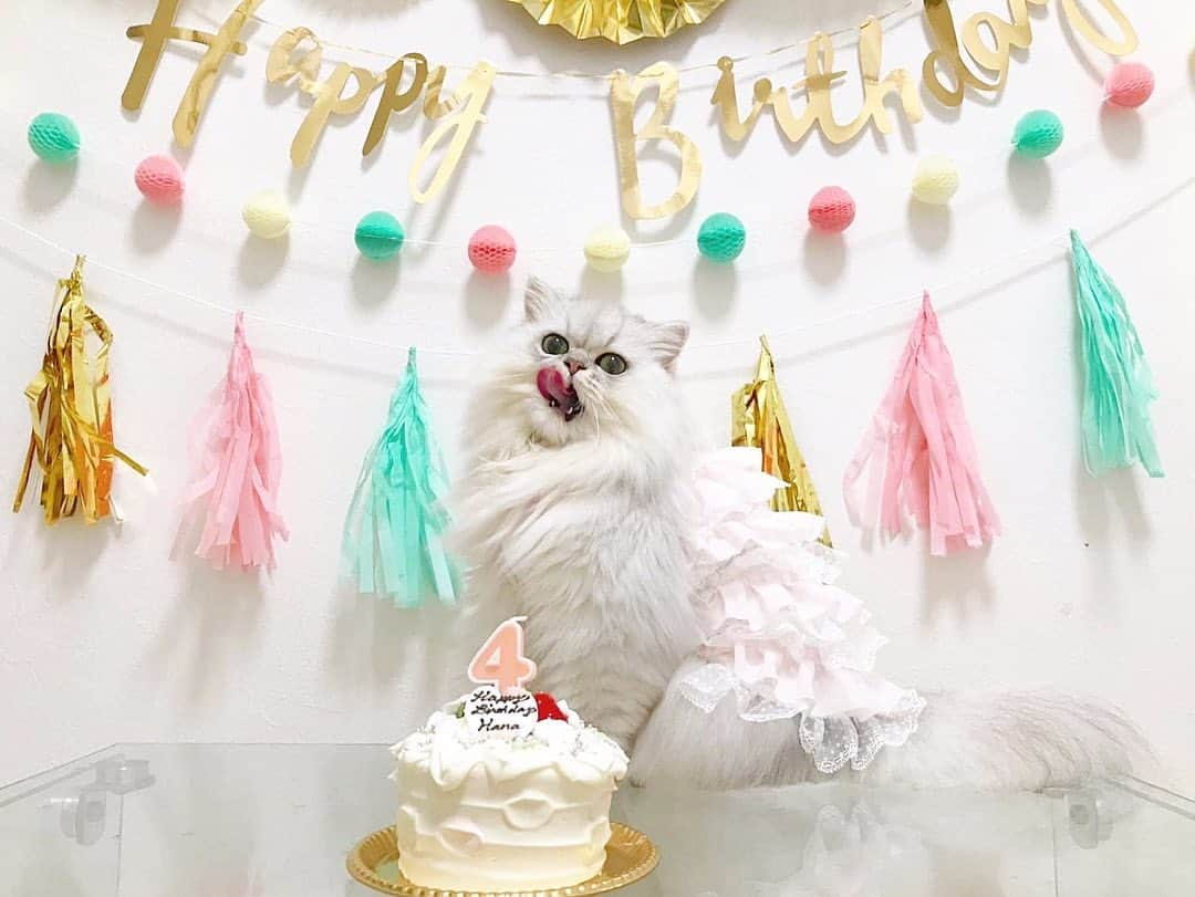 hanachan.officialさんのインスタグラム写真 - (hanachan.officialInstagram)「⠀ ⠀ 1才から8才までのお誕生日の記録🥰🫶🎂🎉🎀  毎年お洋服着てたのに、今年のお誕生日は初めての裸ん坊でした👶🏻笑  ⠀⠀ #はなちゃん #hanachanbirthday #8才 #誕生日 #思い出 #happybirthday #birthdaycake #誕生日ケーキ #おうちスタジオ #おめでとう #手作りケーキ #マシュマロフォンダント #birthdayparty #birthdaygirl #かわいい #チンチラシルバー #猫 #ねこのいる生活 #ふわもこ部  #バルーン #homedecor #cat #chinchillacat #persiancat #chat #케이크 #고양이 #생일 #balloon #🎂」8月9日 18時41分 - hanachan.official