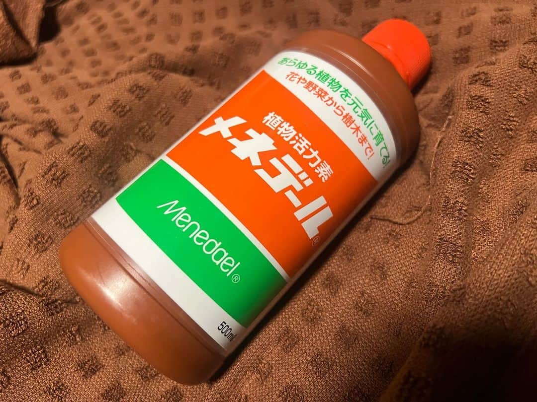 浅香圭（コラゾン）のインスタグラム：「メーテルゥ〜！ と、叫ぶ鉄郎。。  あ、これは‥  メネデールw  わかる人にはわかる すげ〜ヤツw  #gardening#ランチ #ハーブ#スイーツ#イラスト#お弁当#green#ペパーミト#food#flowers#lunch #メーテル#カフェ #パン#子育て#虫除け#japan#herb#おかず#ランナタ#イベント#ミント# vegetables#家庭菜園 #tea#ヘアスタイル#artwork#自家栽培 #メネデール#lantana」