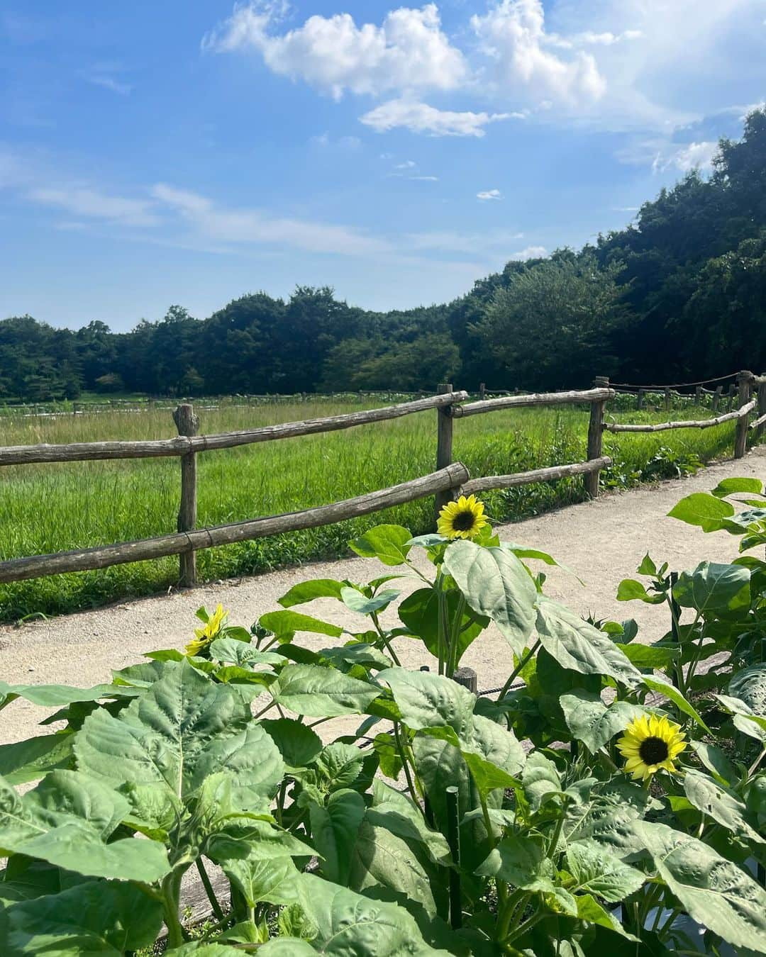 七星ぐみさんのインスタグラム写真 - (七星ぐみInstagram)「なつやすみ☺︎」8月9日 18時55分 - makeinuchan_