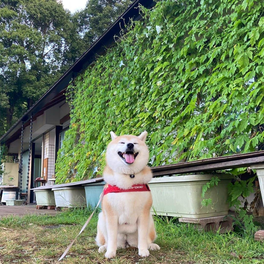 てんパパのインスタグラム：「今年も里山公園にゴーヤのカーテン #ゴーヤのカーテン #風が気持ちいい」