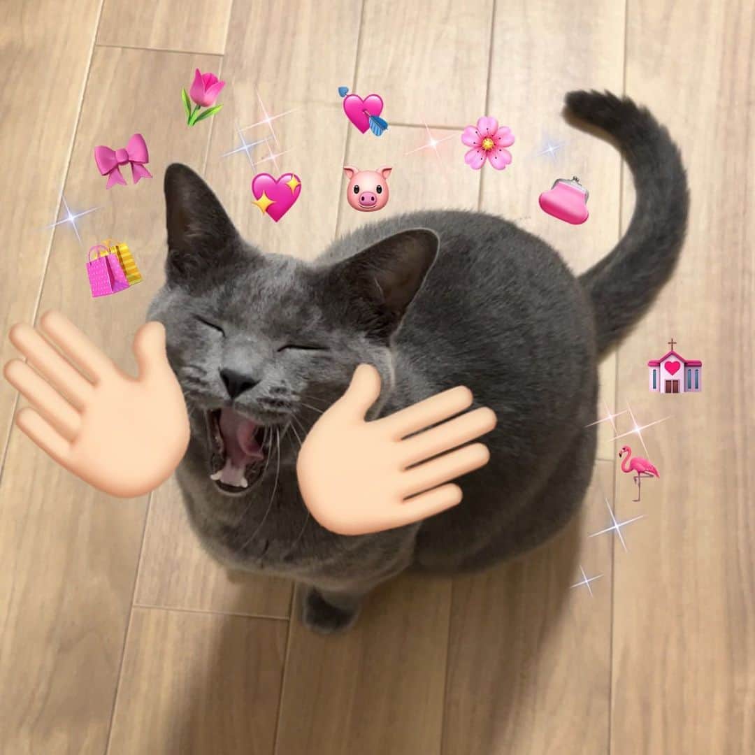 ミツヤスカズマさんのインスタグラム写真 - (ミツヤスカズマInstagram)「よもちゃん流行りにのっちゃうッ‼️#ねこすたぐらむ  #catstagram」8月9日 19時12分 - mitsuyasukzm231