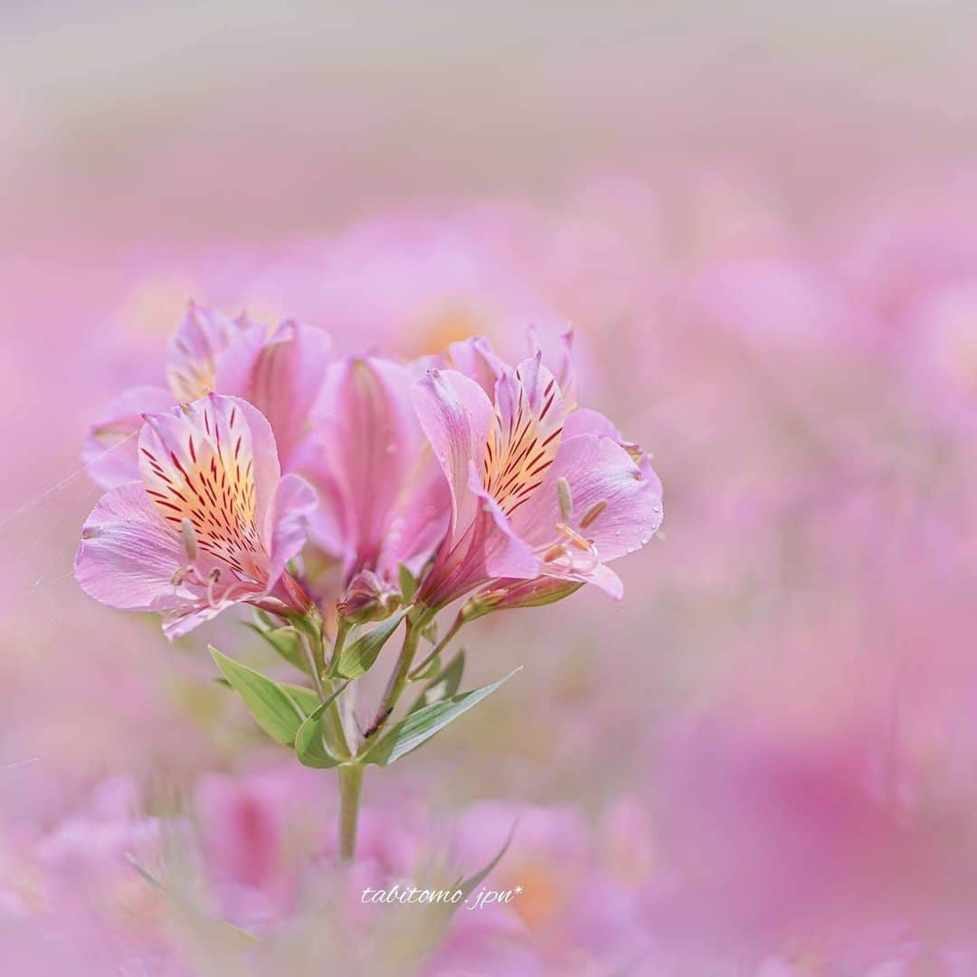 花の写真館のインスタグラム：「Photo by tabitomo.jpn. https://instagram.com/tabitomo.jpn/ . Original Post[投稿いただいたURL] https://www.instagram.com/p/CurU0FVPfUB/ . 本アカウントは、 #私の花の写真 をつけてInstagramに投稿された皆さまの花の写真や、「花の写真館」Facebookページで投稿された花の写真を紹介します。 「花の写真館」Facebookページは、「 @floral.photograph 」のプロフィールにあるURLからご覧ください。 . ※各種法令、マナー、関係者の指示に従った撮影をお願いします。 *Please ensure that your photography adheres to all relevant laws, etiquette, and instructions issued by authorized persons. ※本アカウントは東京カメラ部がFacebook、Instagramのサービスを利用して運営しているもので、Meta社・Instagramとは一切関係ありません。 . #花の写真館 #floralphotograph #floralphoto #flower #flowers Follow: @floral.photograph」