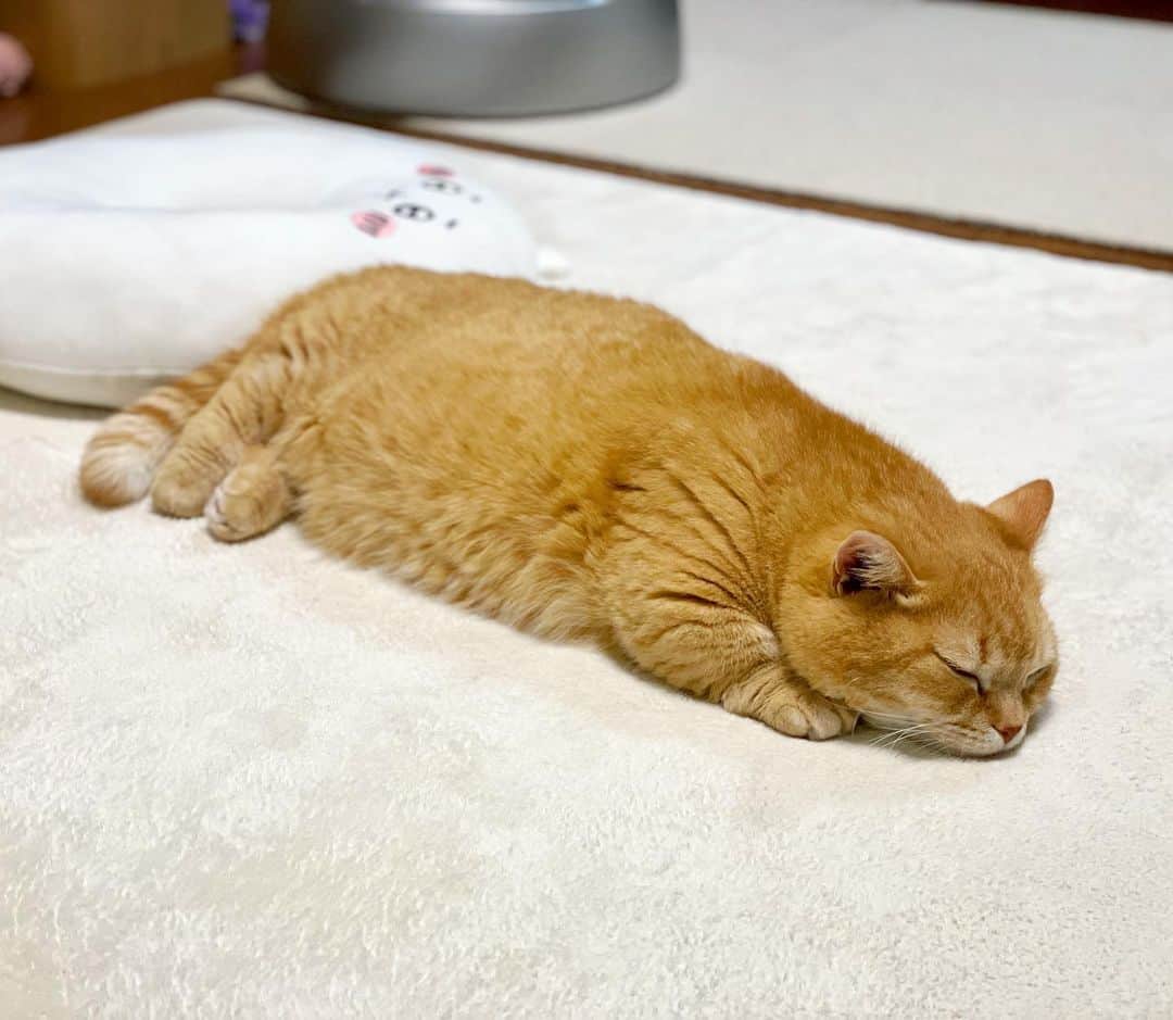 Purin_munchkincatのインスタグラム：「1枚目…プリンのぺったり寝💤 2枚目…プリンのあご枕寝💤  ポケモンスリープ風に言ってみました😚 明日はどんな寝顔図鑑が見られるかな？  #短足マンチカンのプリンとメル #マンチカン #茶トラ #キジトラ #短足 #短足マンチカン #子猫 #ねこ部 #cat #munchkincat #catstagram #ilovecat #ふわもこ部 #catloversclub #munchkinlovers #catsofinstagram #にゃんすたぐらむ #ねこのいる生活 #猫好きさんと繋がりたい」