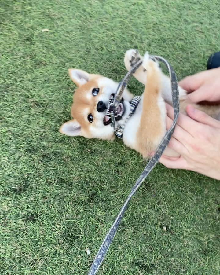 のインスタグラム：「🐶 ストーリーにも載せた、 悶絶たまたま。  小さい頃から人が大好きで、 公園にいたいろんな人に なでて！遊んで！アピール強め。  しかし飼い主には無反応。  柴ならではの警戒心が全くないのは ポメラニアンの血なのか。  #たまのポメ柴疑惑  ラストはなでられ疲れて寝ちゃった帰り道🥰 人間を癒すために生まれてきた生き物だな  #柴犬#豆柴#mameshiba #shibastagram#japanphoto#shibainu#犬#shibainumania#犬のいる暮らし#shiba_snap#shibainupuppy#多頭飼い#dog#いぬすたぐらむ#puppy#dogstagram#instadog #doglover#pecoいぬ部#pecotv#いぬのきもち部#狗#子犬#barked#9gag#9gagpets#시바견」