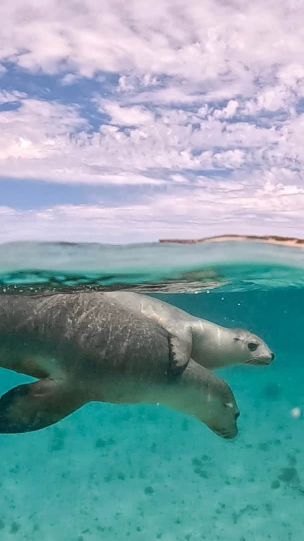 のインスタグラム：「I’ve found the most exhilarating and joyous way to wake up 🦭   Visit Jurien bay and jump into the turquoise ocean and swim with the cutest sea puppies with @jurienbayoceanic 🌊  You couldn’t wipe the smiles off our faces or extinguish the joy in our hearts after this absolutely phenomenal experience interacting with sea lions 🦭  We learnt so much on our tour about these wonderful animals. They are very social and most active in the morning, they can hear 4 x louder than humans, they are super fast swimmers reaching a top speed of 48kmh but they usually cruise at 17-20, they can travel as far as Geraldton from Jurien bay (approx 200km) and they are positive thigmotactic animals - they move into touch, love to roll around, nuzzle and rest on one another 🥰  similar to puppies 🐶   Sea lions are unfortunately an endangered species so it’s super important to choose a small group, eco friendly tour like @jurienbayoceanic if you plan to swim with them. It’s important to follow all rules respecting their space so you don’t interfere with their natural behaviors.  The climate crisis, plastic pollution (fishing nets and gear) and boat propellers are some of the driving factors causing damage and decline in sea lion numbers. The damage from boat props is heartbreaking to witness and why jet propulsion boats like @jurienbayoceanic are a safer option for marine life.   Jurien bay is less than a 3 hour drive from Perth and there is so much to experience in this beautiful part of the Turquoise coast. Head to my Jurien bay story highlight for a glimpse of the natural beauty 🩵🌊  #sealions #jurienbayoceanic #turquoisecoast #wathedreamstate #seeaustralia #cuteanimals #beautifuldestinations #seapuppies #swimwithsealions #jurienbay #australiascoralcoast」