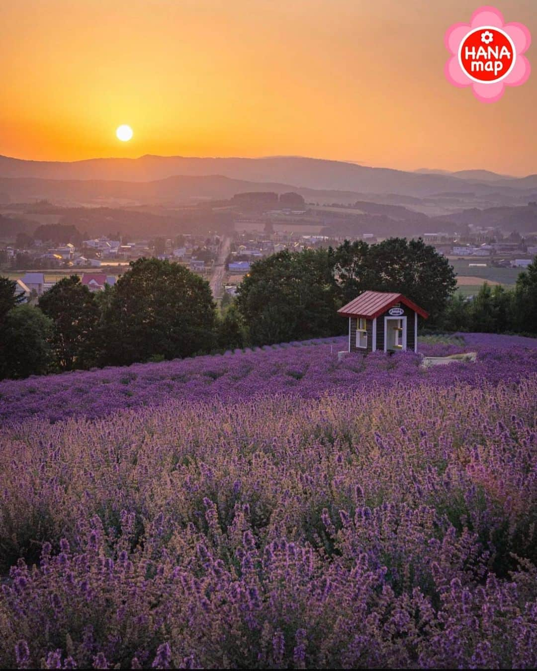 はなまっぷ❁日本の花風景さんのインスタグラム写真 - (はなまっぷ❁日本の花風景Instagram)「🌸はなまっぷ🌸 * @___rin.07  さんの 花のある風景に花まるを💮 * 夕焼けの色に染まる丘の上のラベンダー畑をありがとうございます😊🌸 * #北海道　#日の出公園ラベンダー園 Hinode Park Lavender Garden, Hokkaido. * ラベンダーの花言葉 あなたを待っています、幸せがくる * #はなまっぷ #日本の美しい花風景#花のある風景#花#花言葉 #ラベンダー#日の出公園#紫#lavender#上富良野#花畑#hokkaido#furano#夕日#夕焼け#ラベンダーカラー#ラベンダー畑  * いつも素敵なお花をありがとうございます😊 ※見頃が過ぎている花、終わっている花もご紹介させていただいています。 * 🌸••••••お知らせ••••••🌸 * 花風景検索サイト　はなまっぷ https://hanamap.com 🔍「はなまっぷ」または @hanamap プロフィール欄から ぜひご覧ください * 📖🌸📖🌸📖🌸📖🌸📖 四季の花々を訪ねていきたい にっぽんの花地図 好評発売中📘 📖🌸📖🌸📖🌸📖🌸📖」8月9日 19時52分 - hanamap