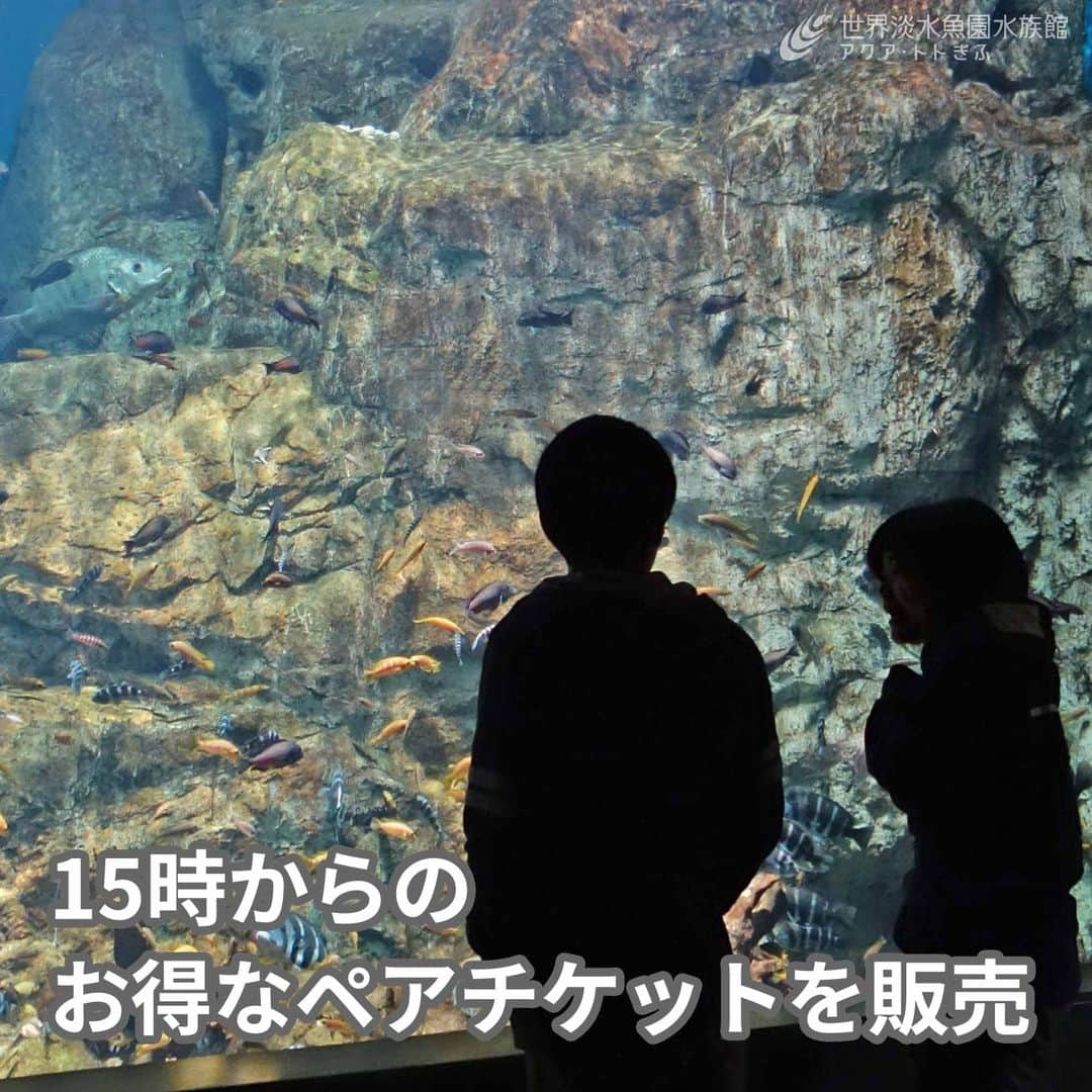 世界淡水魚園水族館 アクア・トト ぎふのインスタグラム：「2023年8月10日（木）～27日（日）まで、15時から使えるお得なペアチケットを販売します。  ご来館の際は、ぜひご利用ください。  詳しくは https://aquatotto.com/about/news/detail.php?p=17129  尚、8月10日（木）～16日（水）は9：30～19：00まで開館しています。 最終入館は18：00までです。  暑さを避けて、夕方からも水族館をお楽しみください。  #アクアトト #水族館 #aquarium #夏 #夏休み #夕涼み #ペアチケット  #オアシスパーク #河川環境楽園」