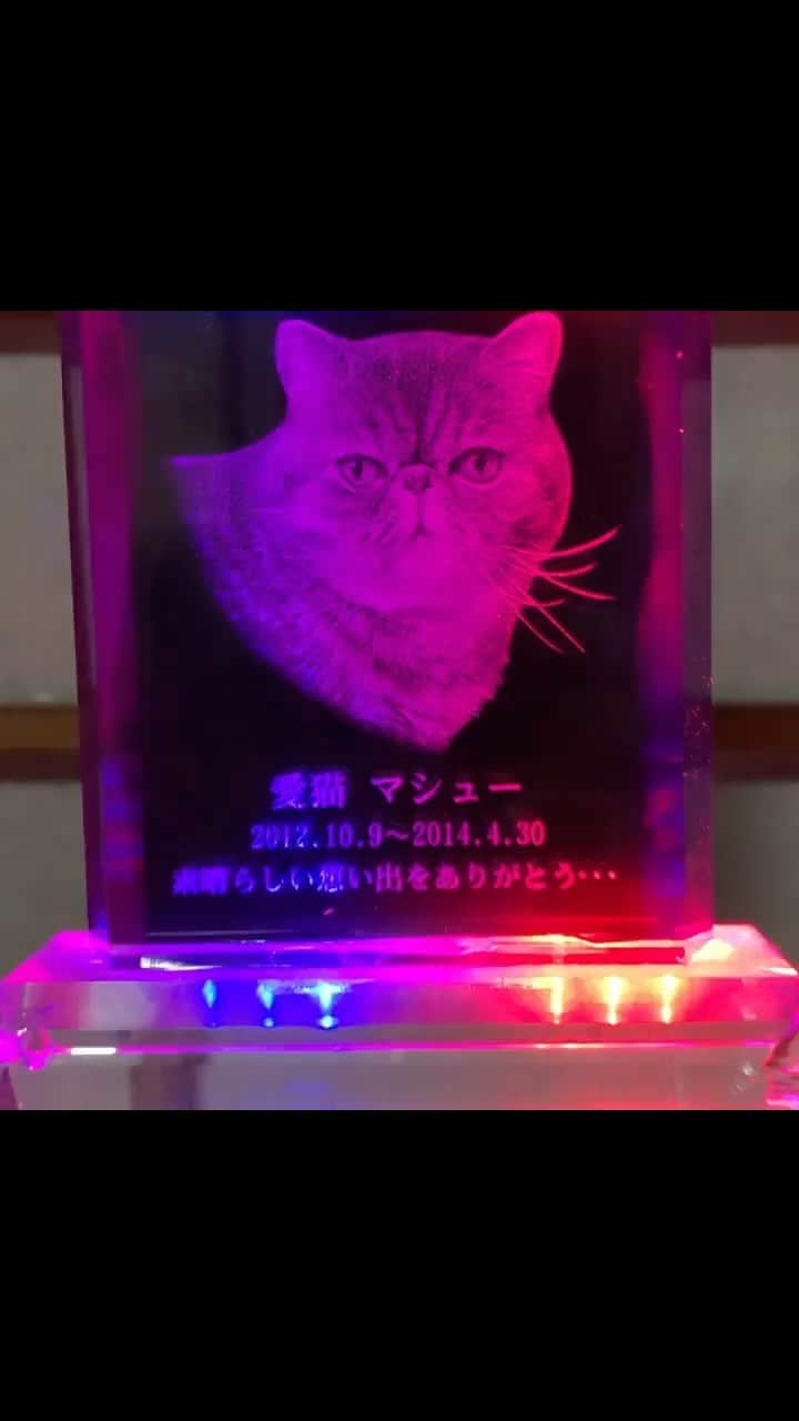 のインスタグラム：「ムスカよりも前に買ってた猫「マシュー」  #ムスカ #エキゾチックショートヘア #ねこすたぐらむ #ふわもこ部 #にゃんすたぐらむ #ねこ部 #にゃんこ #ねこのいる生活 #ねこのきもち #猫写真 #猫大好き #ペコねこ部 #ねこバカ #愛猫 #냥스타그램 #귀여워 #猫咪 #catstagram #kitty #petstagram #instacat #meow #catoftheday #ilovemycat #catstagram_japan #instagramcats #cutepets #Kedi #cat_of_Instagram #katter」