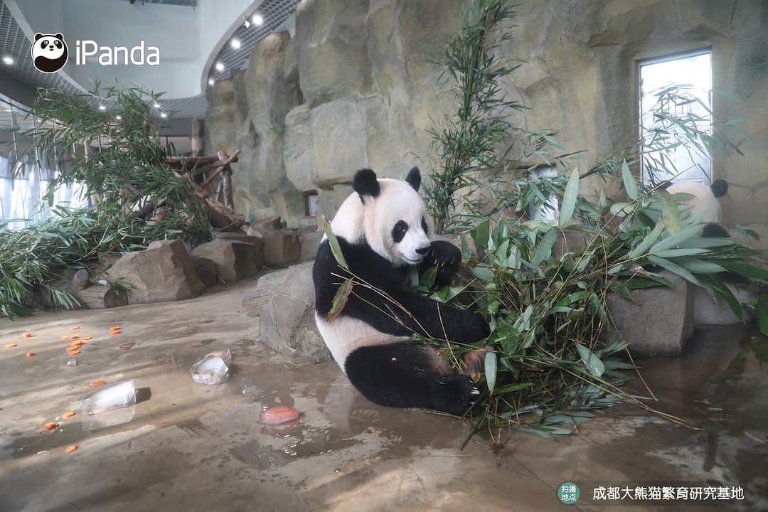 iPandaさんのインスタグラム写真 - (iPandaInstagram)「Frozen cake toppled by the adorable celebrant! Birthday is meant to be fun and unpredictable! (Jin Bao) 🐼 🐼 🐼 #Panda #iPanda #Cute #PandaPic #ChengduPandaBase   For more panda information, please check out: http://en.ipanda.com」8月9日 20時30分 - ipandachannel
